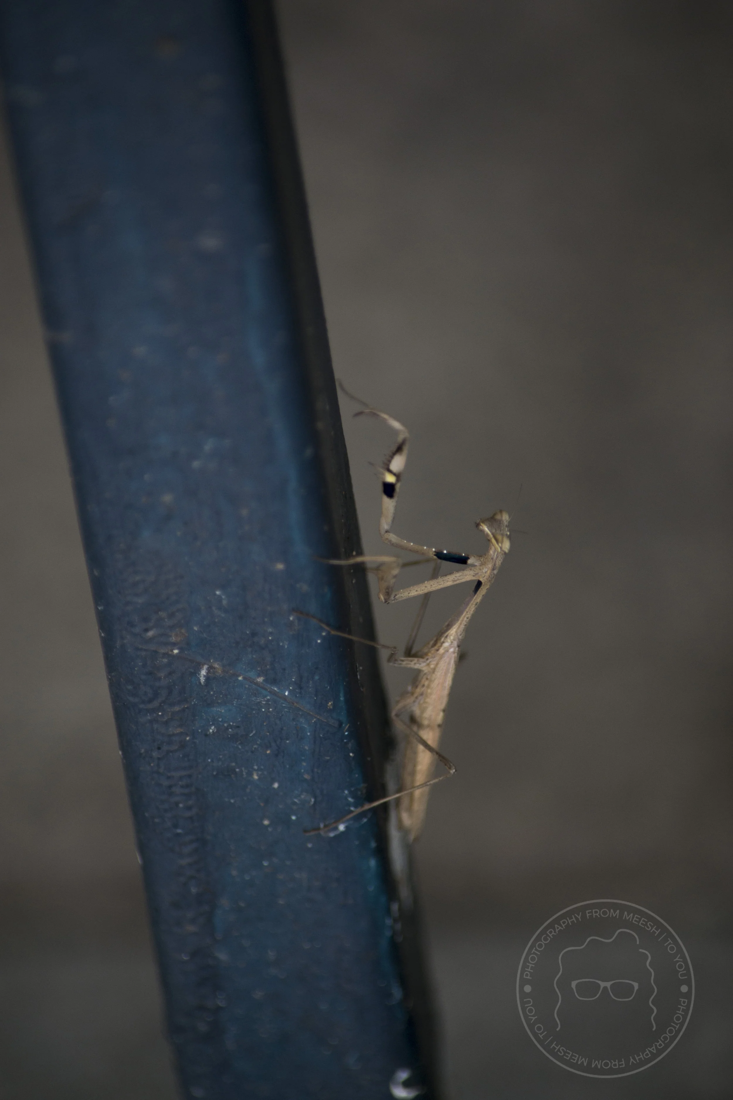 Praying Mantis | Bangkok, Thailand | 2017
