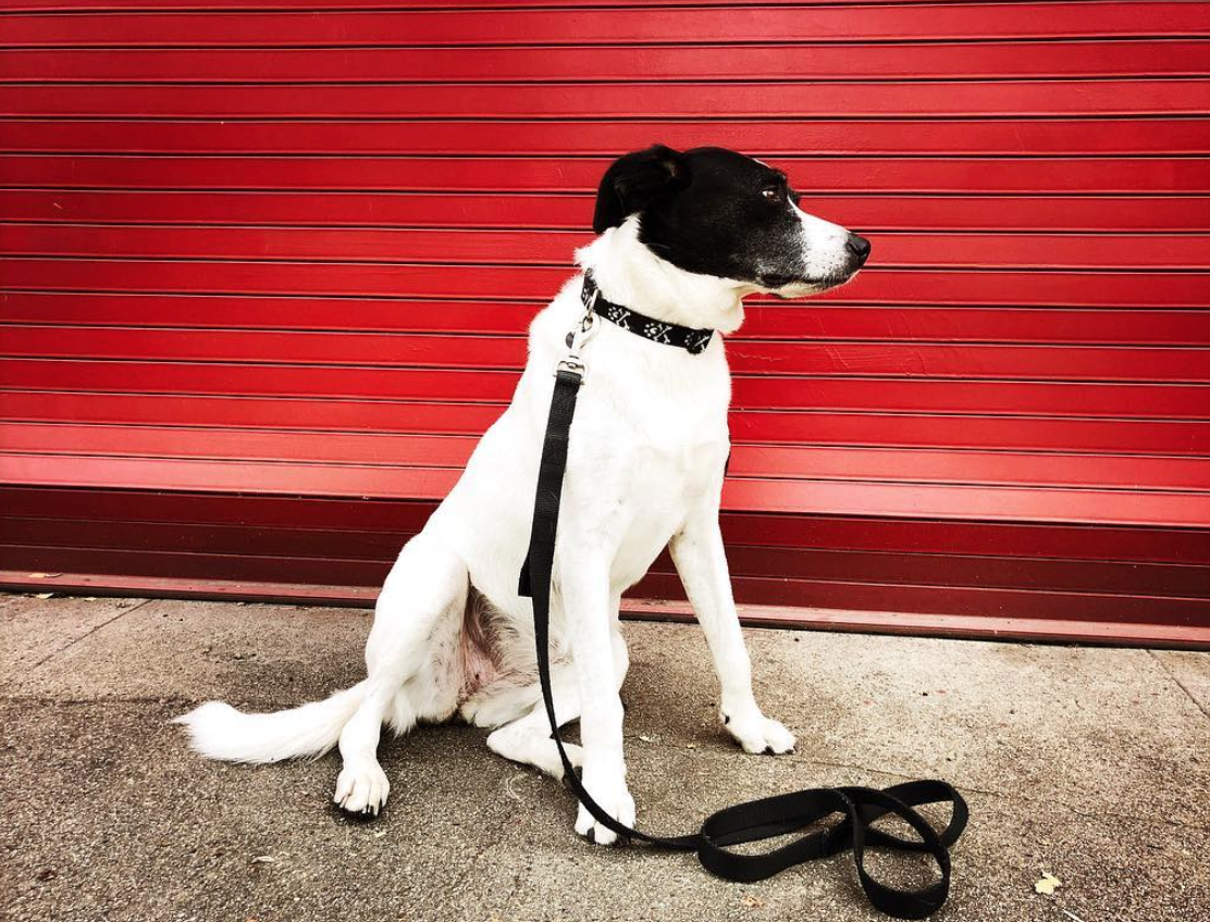 Screen Shot 2020-03-24 at 11.09.49 AM.png