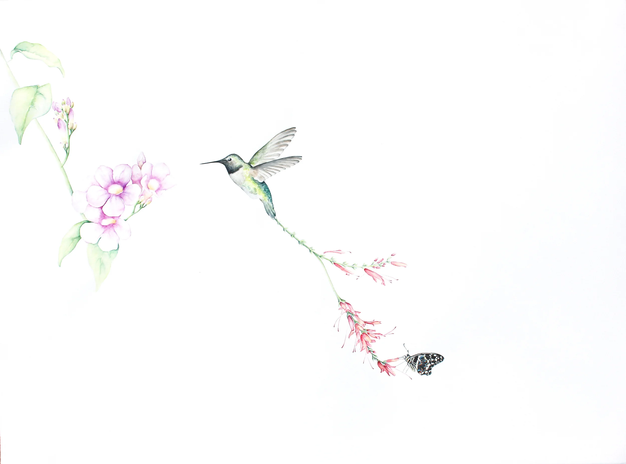 Bird of Paradise #11, 2016, Watercolor on paper, 26 × 33 1/2 in (66 × 85.1 cm)