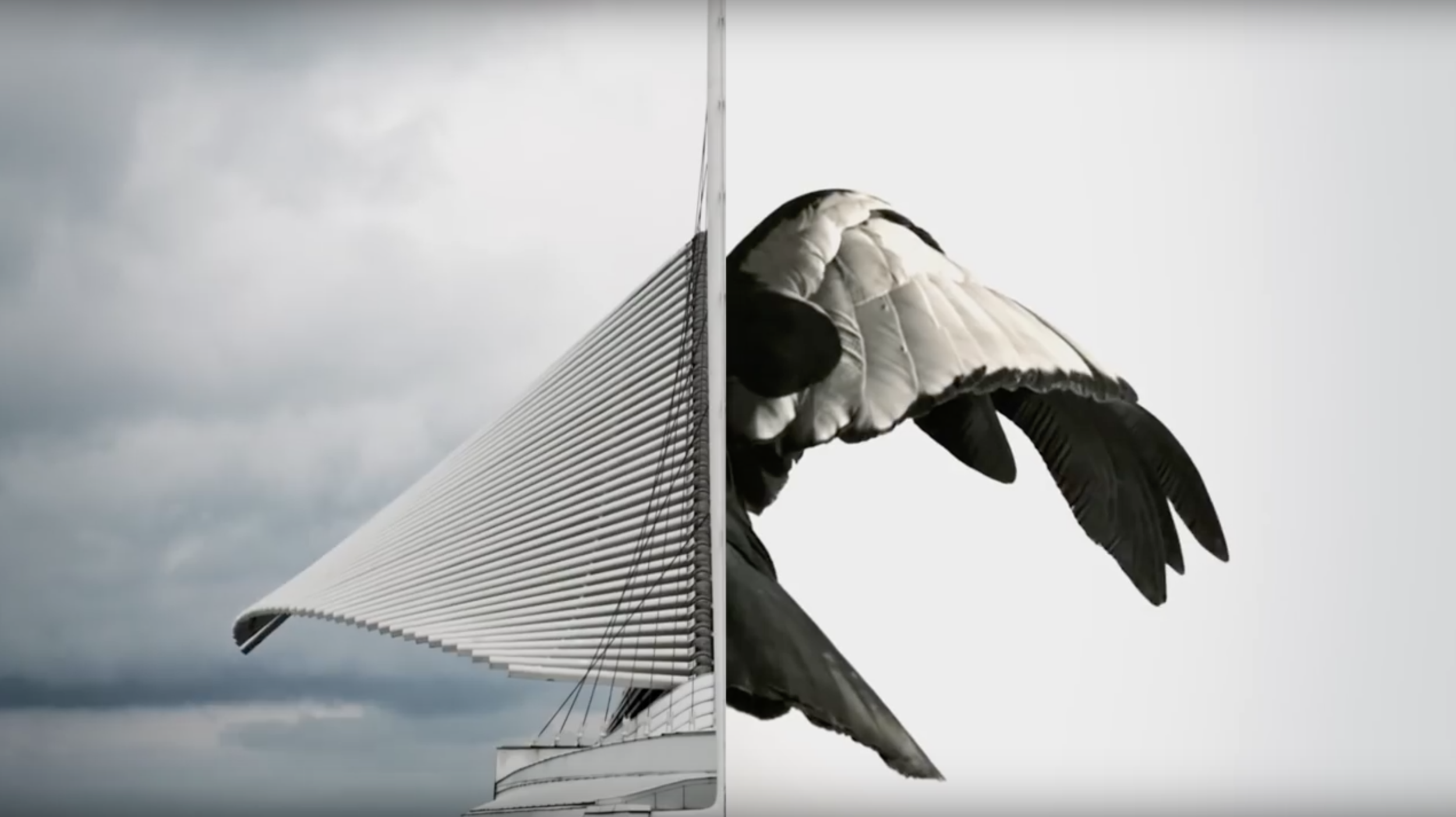 A moment from a brand film featuring new carpet line.