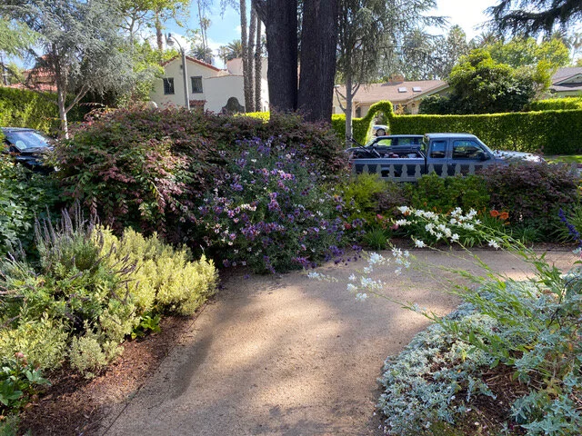 front yard flowers.jpeg