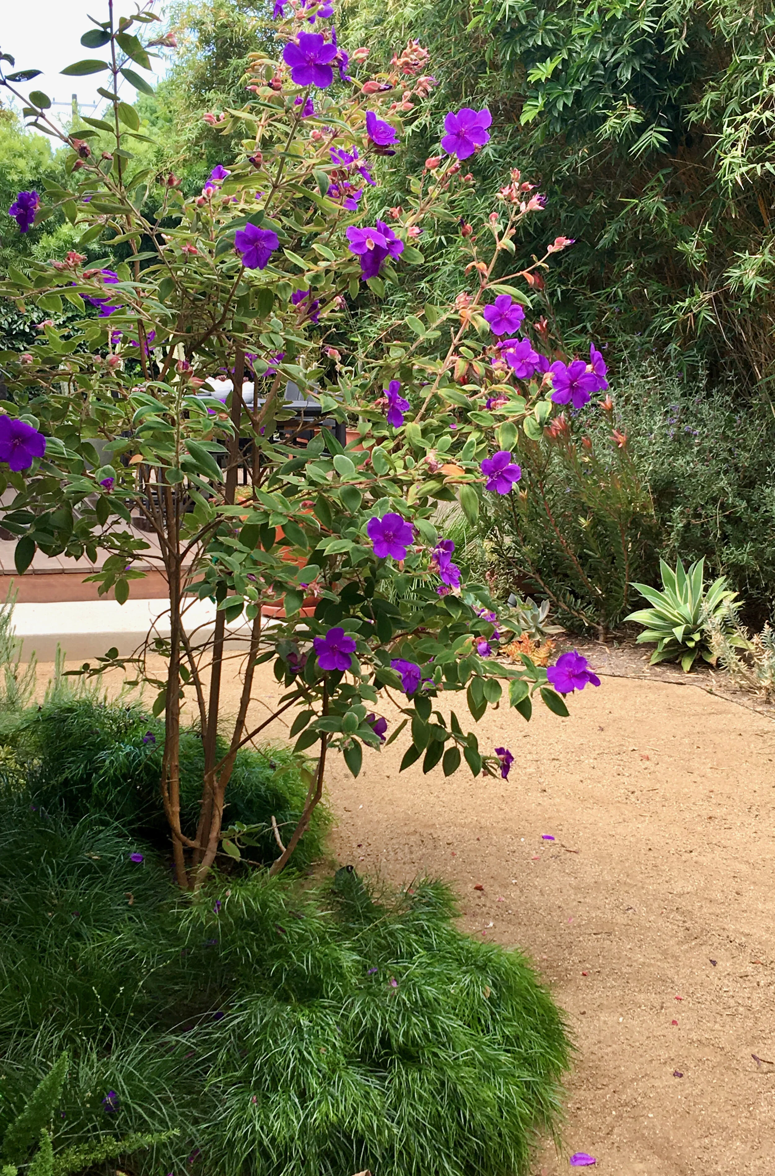Backyard Color.jpg