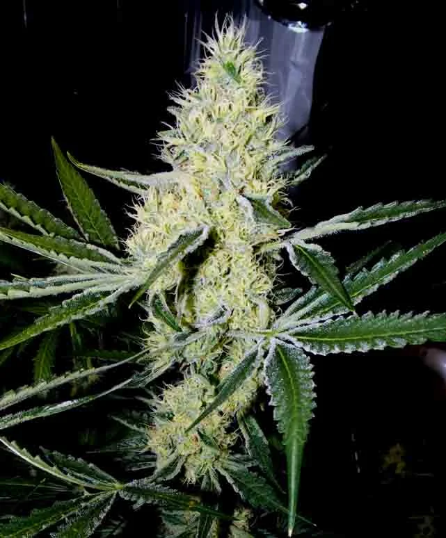 Grave Digger Seeds - wicked queen