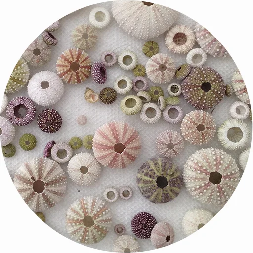 SeaUrchins.jpg