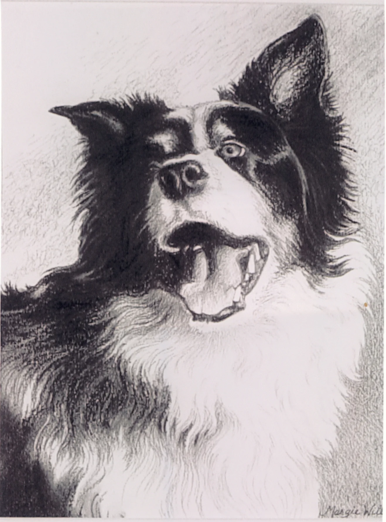 Scout-charcoal pencil--about 12x14