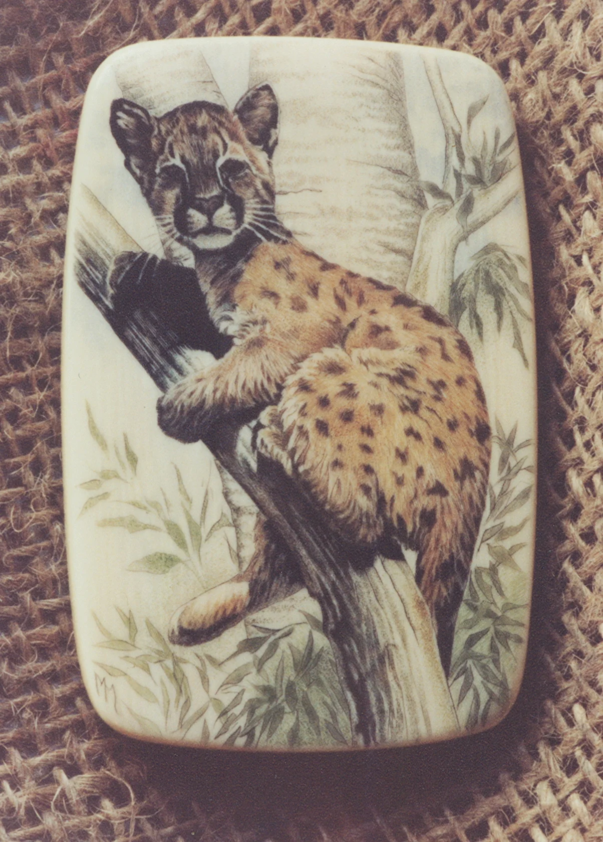 Mtn Lion Cub in tree- mammoth ivory- [they have spots when young]