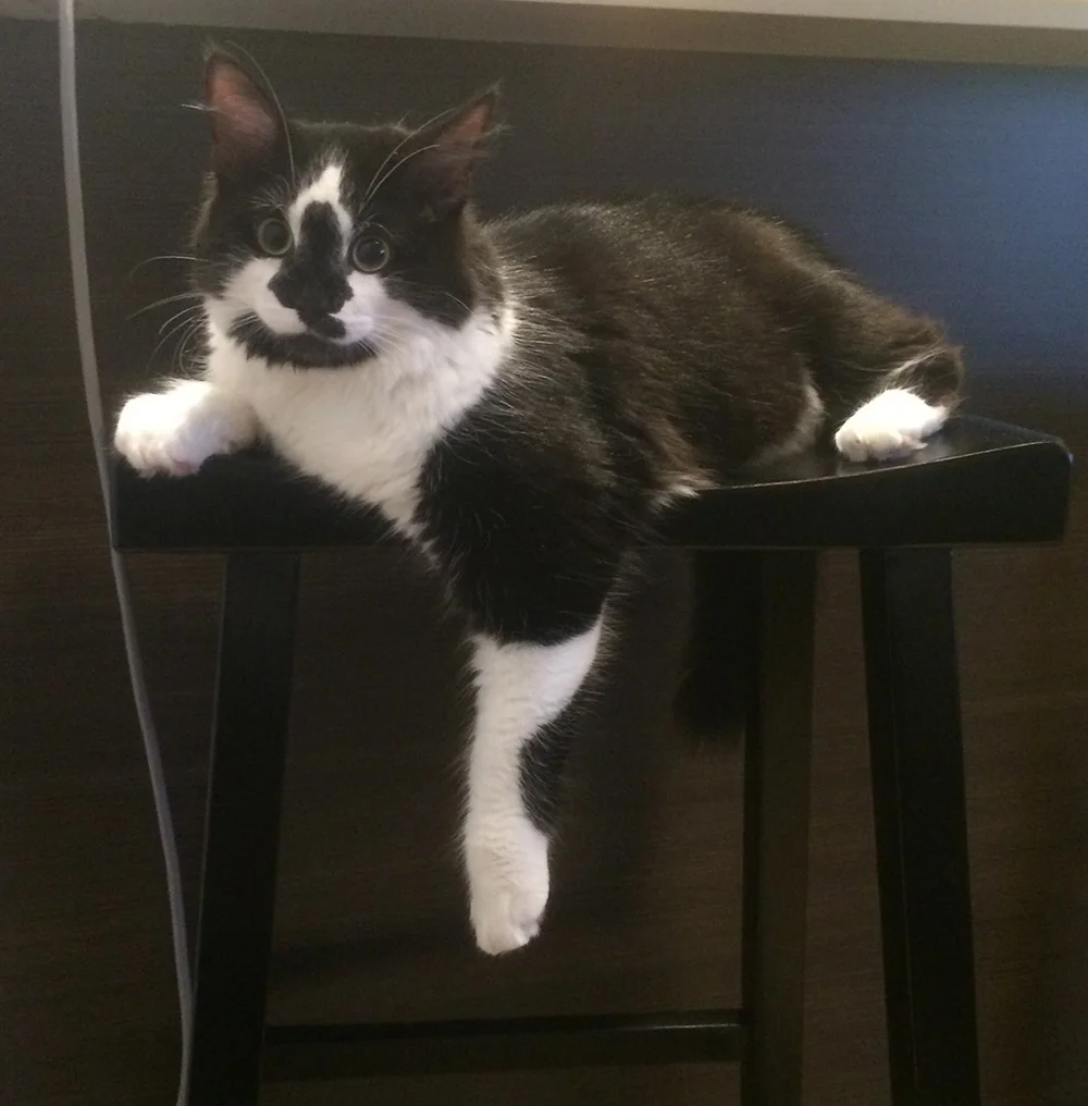 And here is the Real Conrad the Cat! (Picture (c) Conrad's owner, Br1gz)