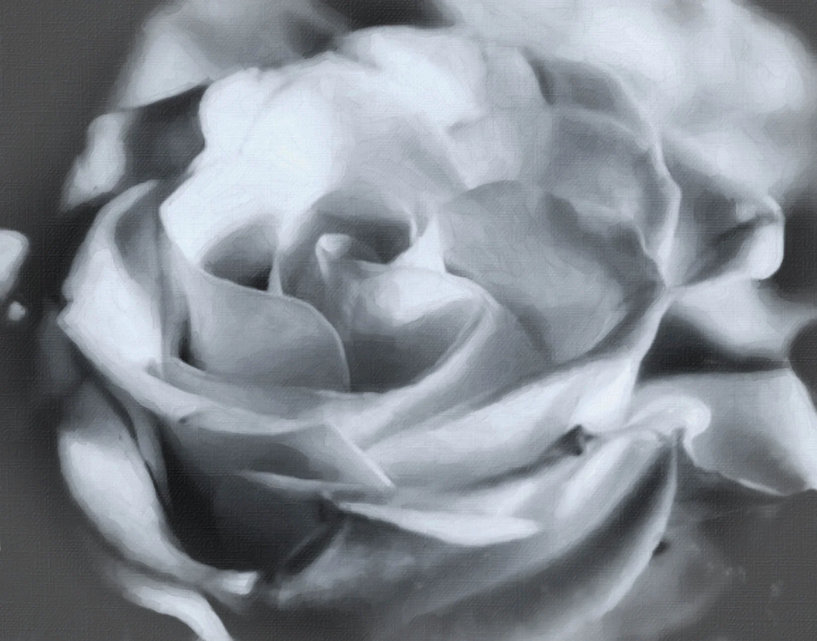Rose 1.jpg