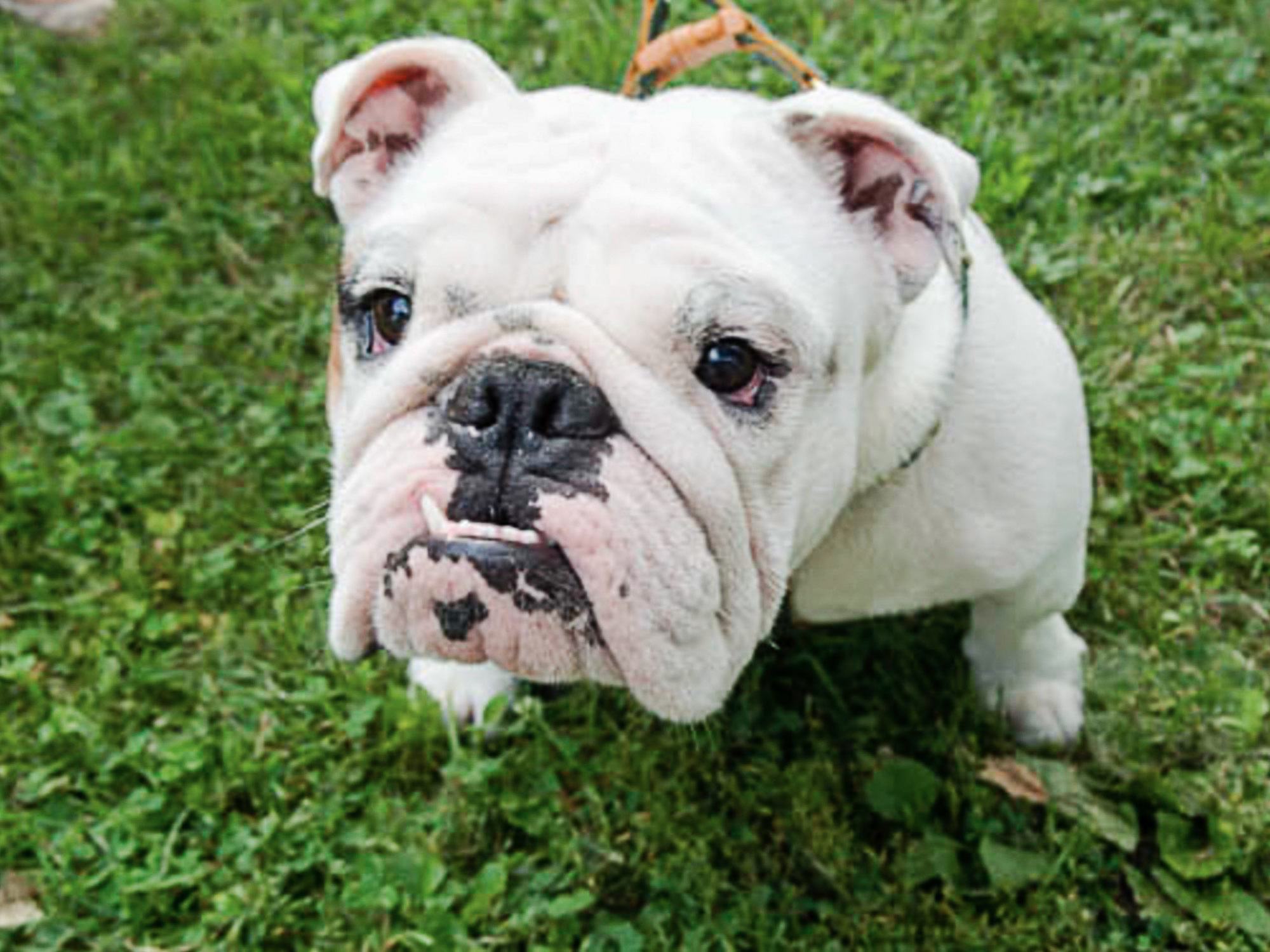 Pets+%281+of+10%29.jpg