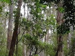 Jetty forest.jpeg
