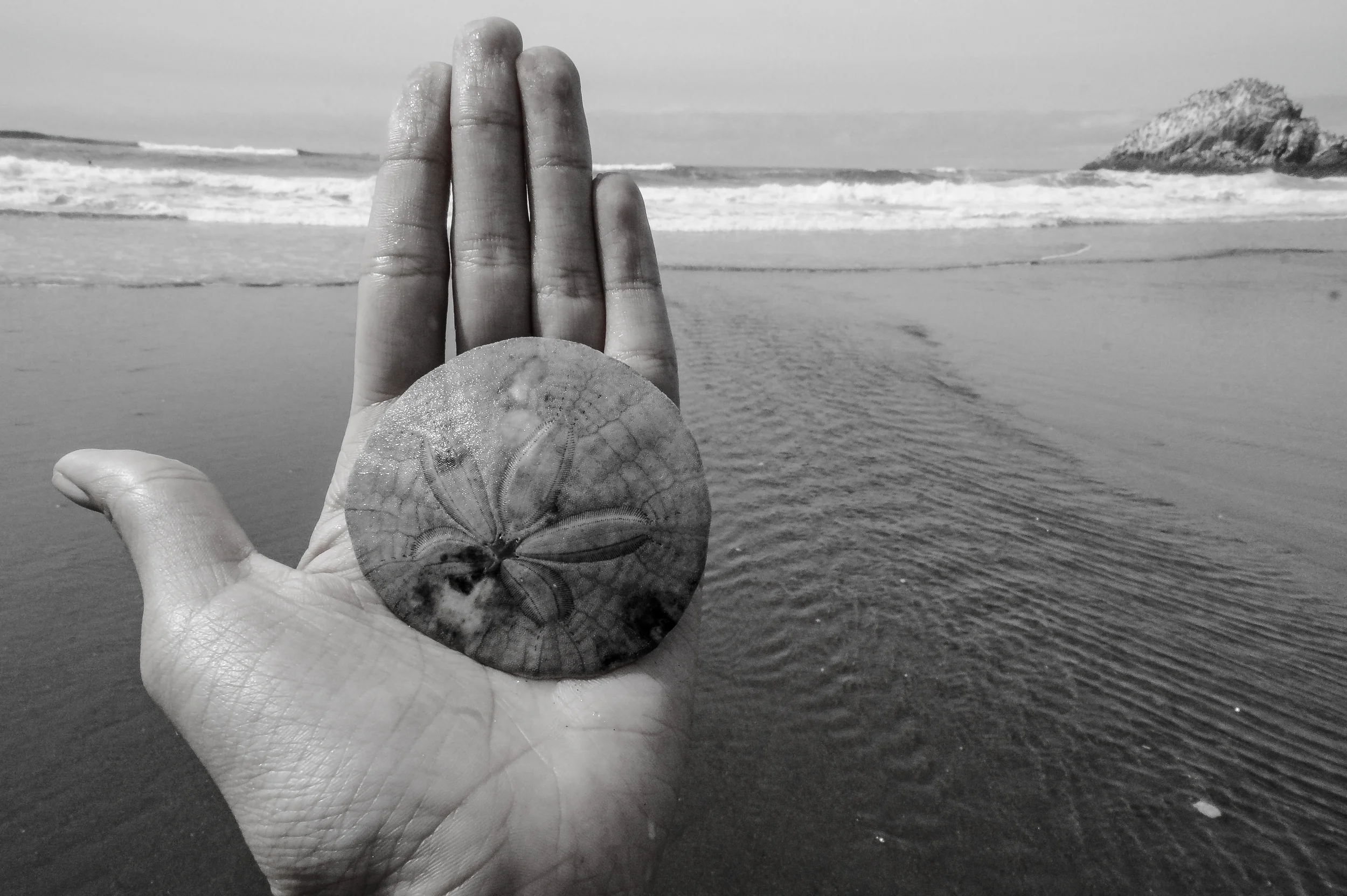Sand Dollar