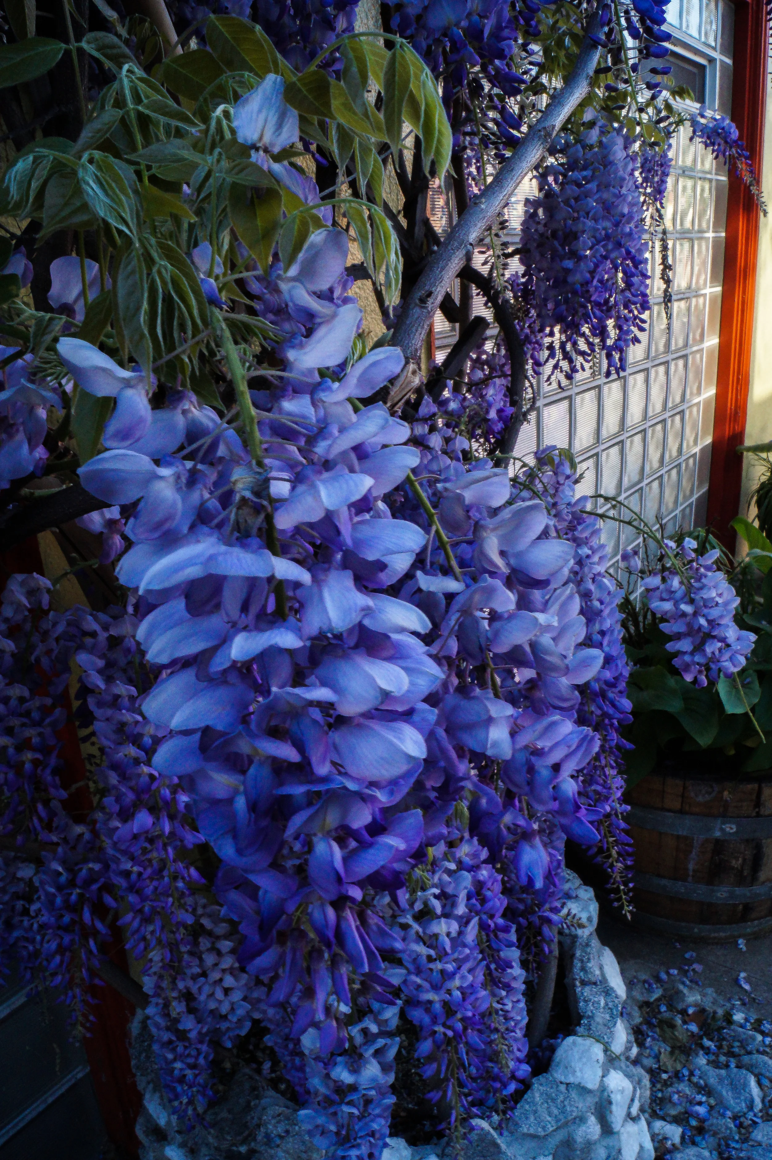 Purple Drapings