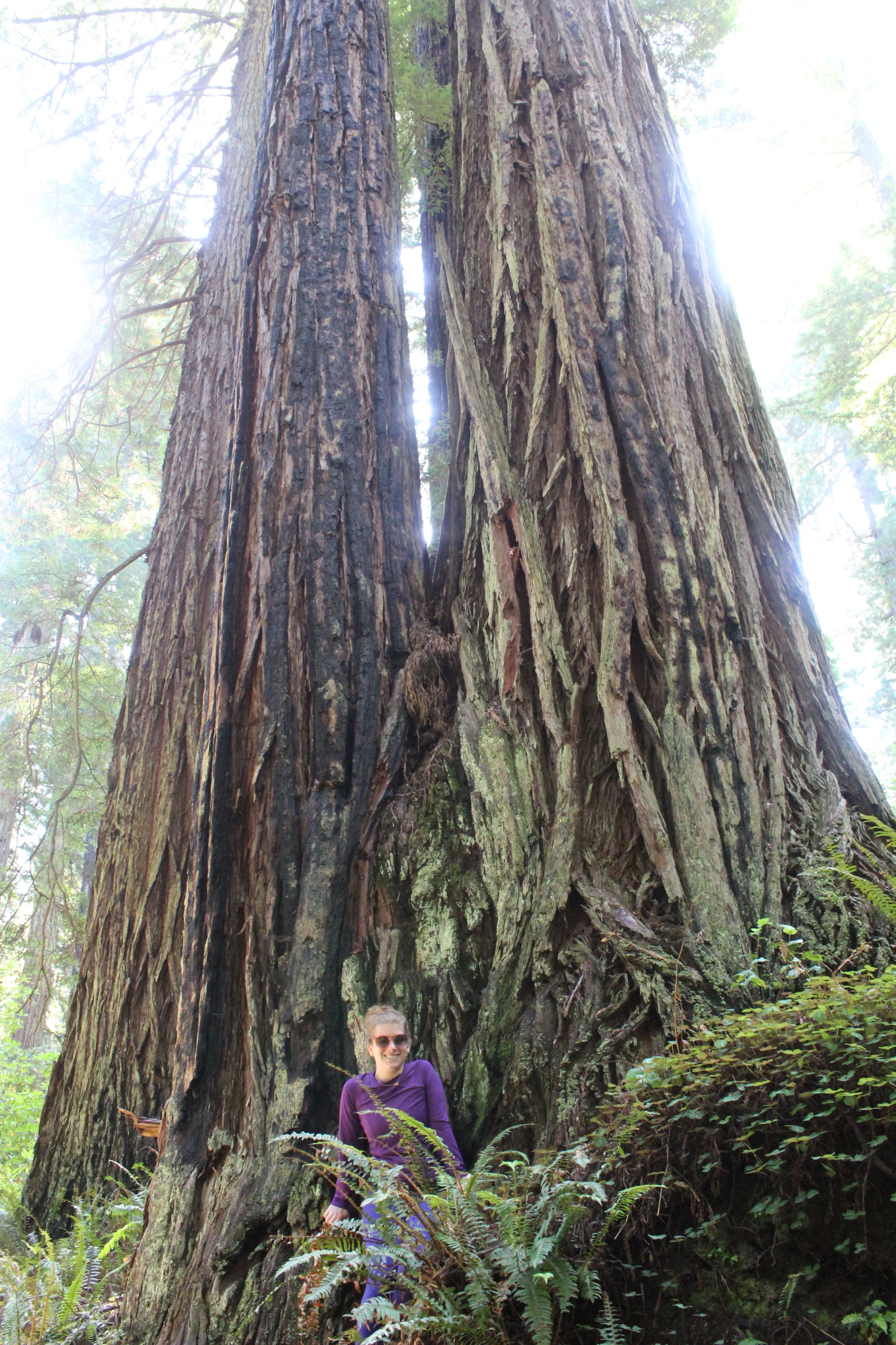  Redwood National Park 