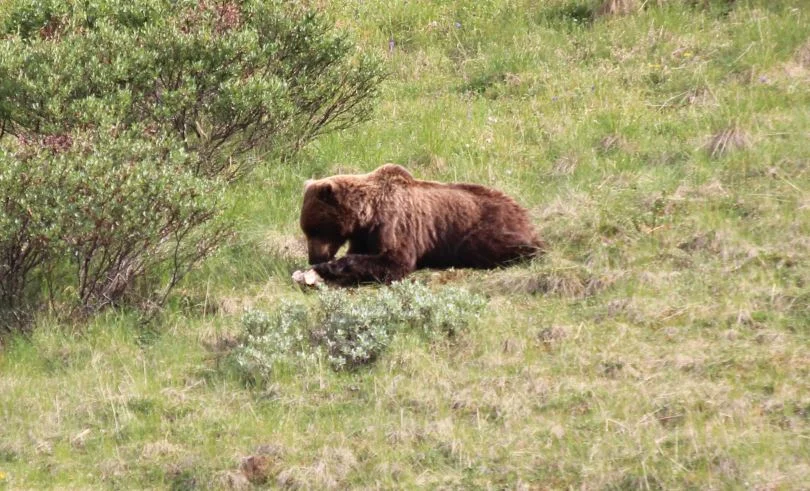 Grizzly Bear inside the park