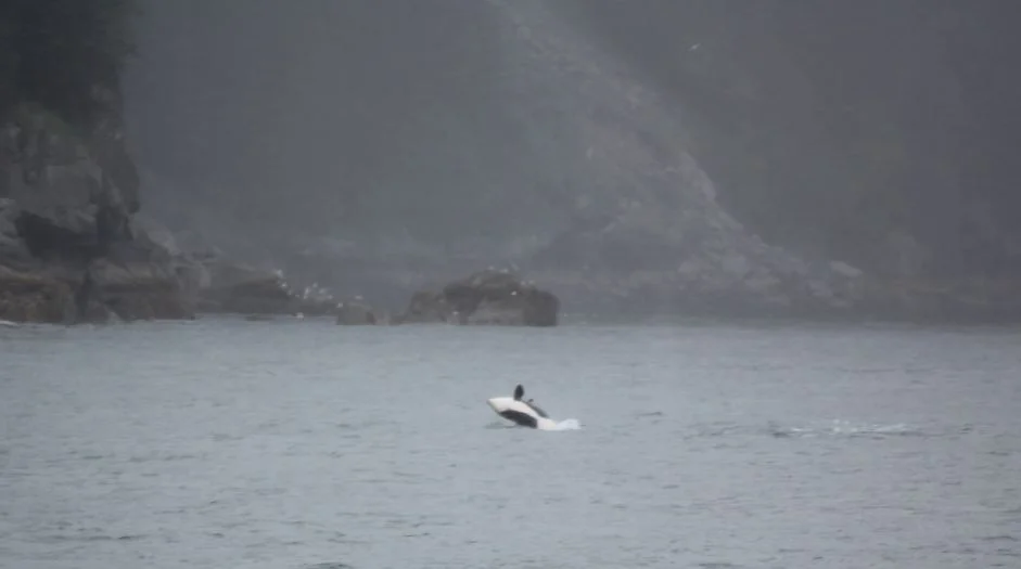Baby orca in the Kenai Fjord