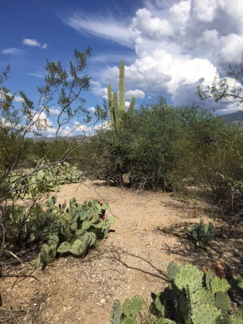 Saguaro National Park