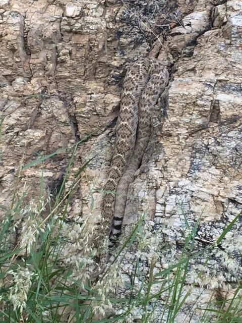 Saguaro National Park
