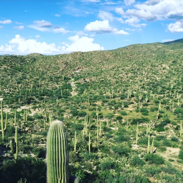 Saguaro National Park