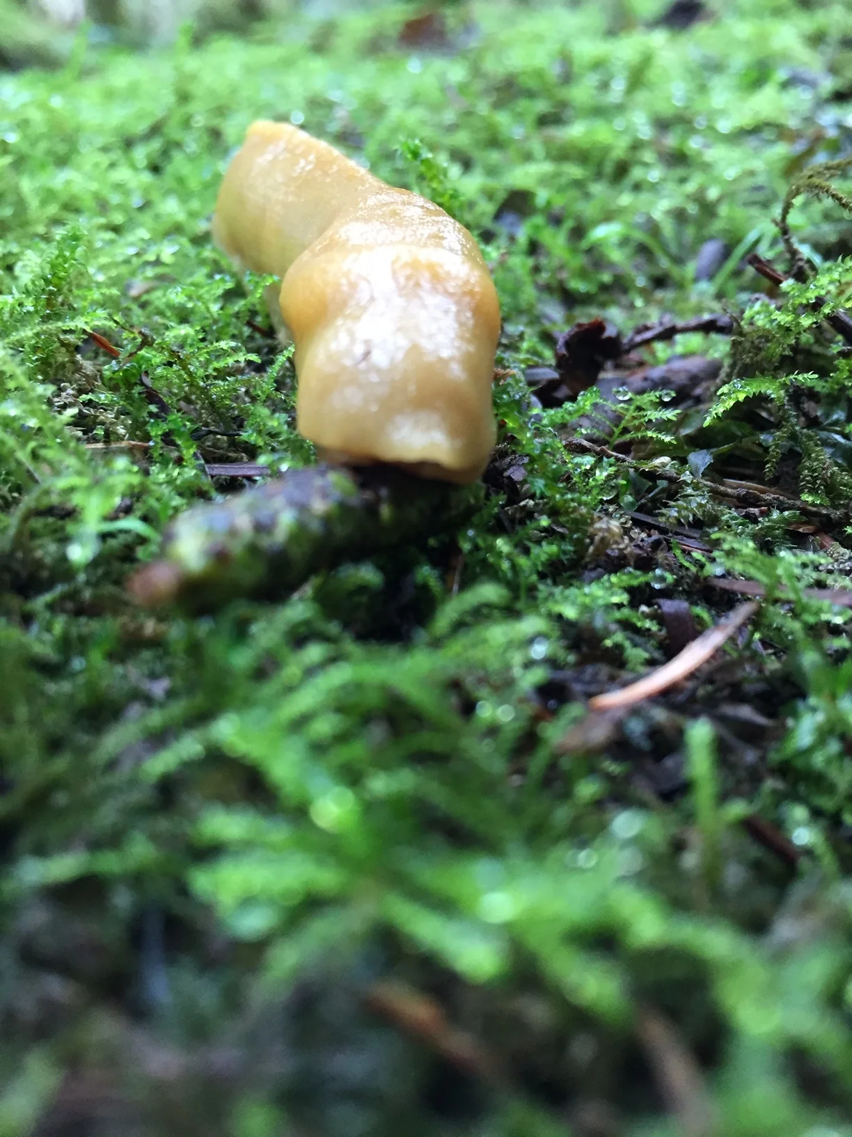 Olympic National Park