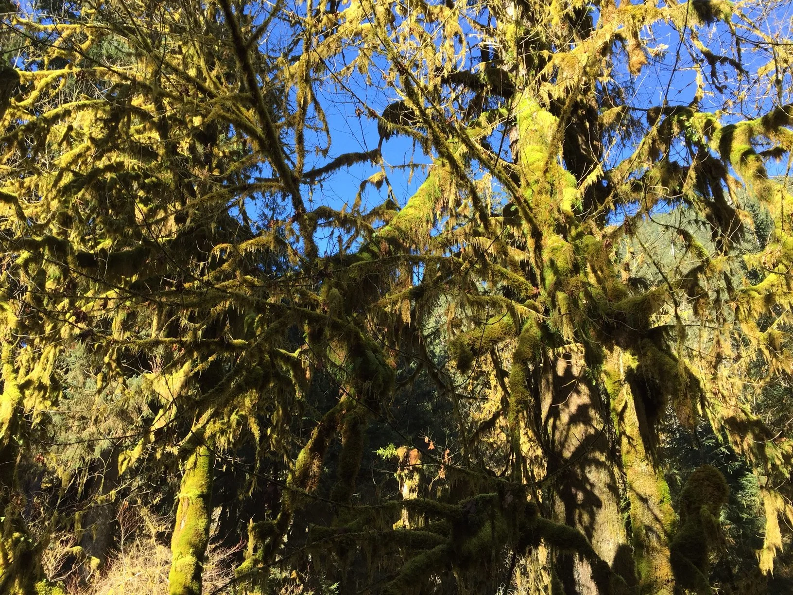 Olympic National Park