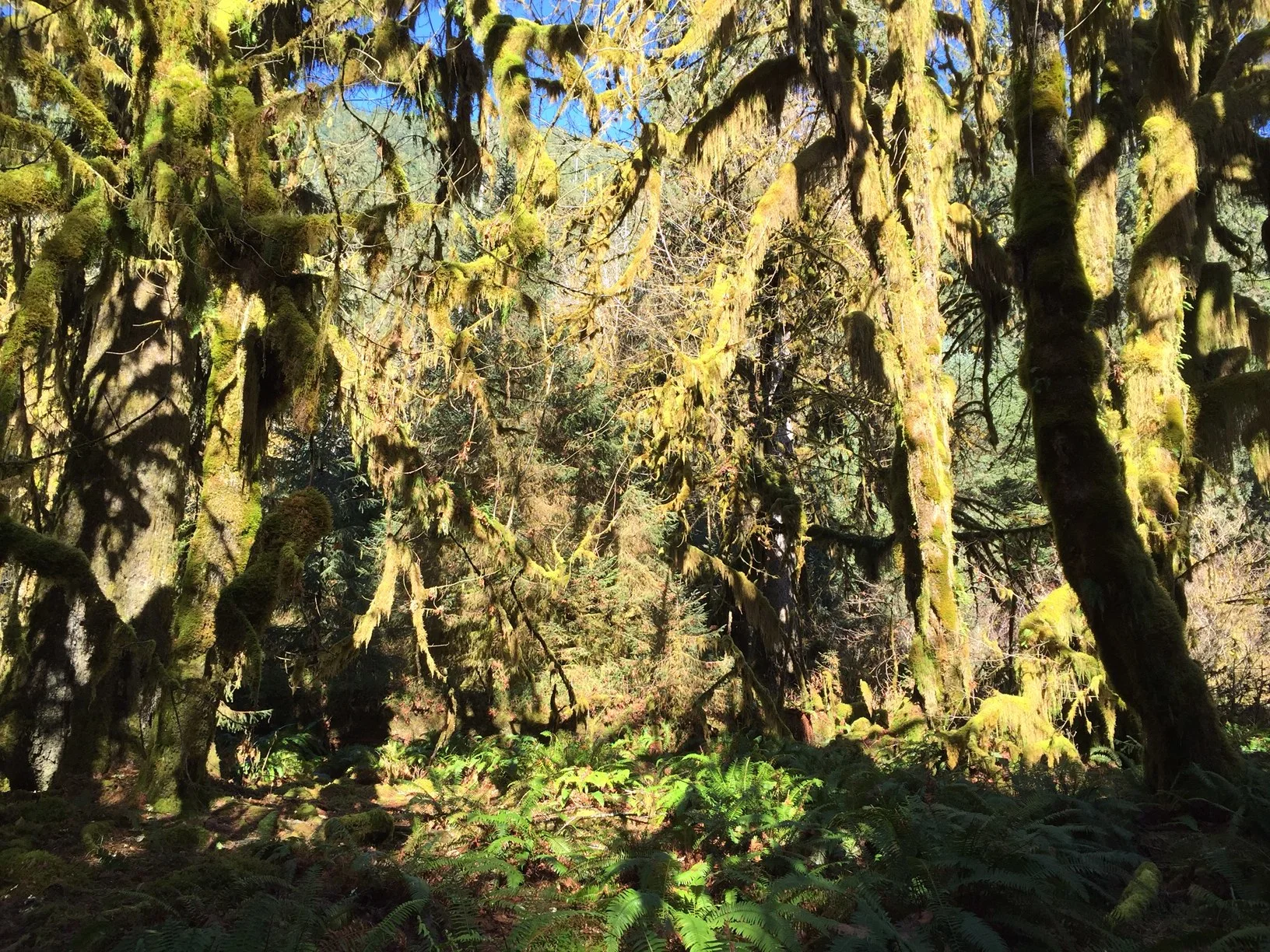 Olympic National Park