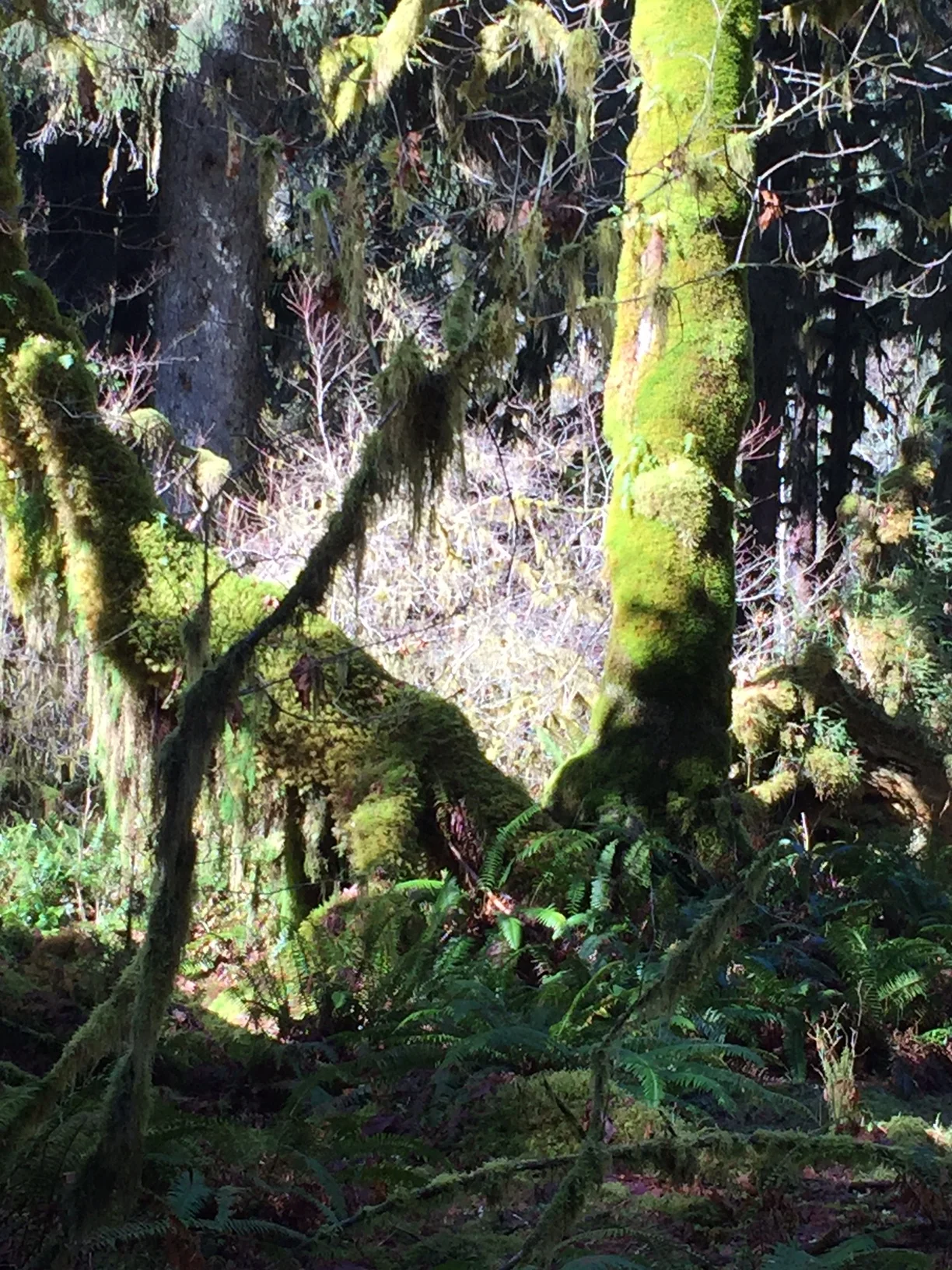 Olympic National Park