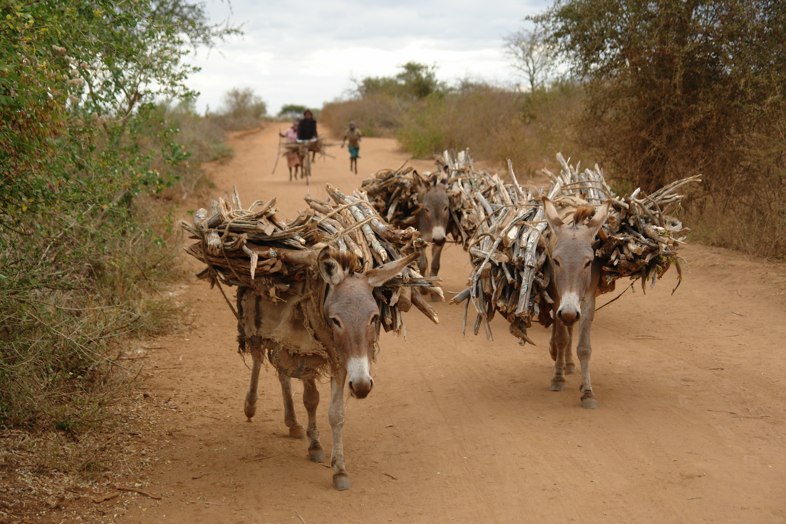 Donkeys carry a haul of firewood which represents the main source of energy in East Africa