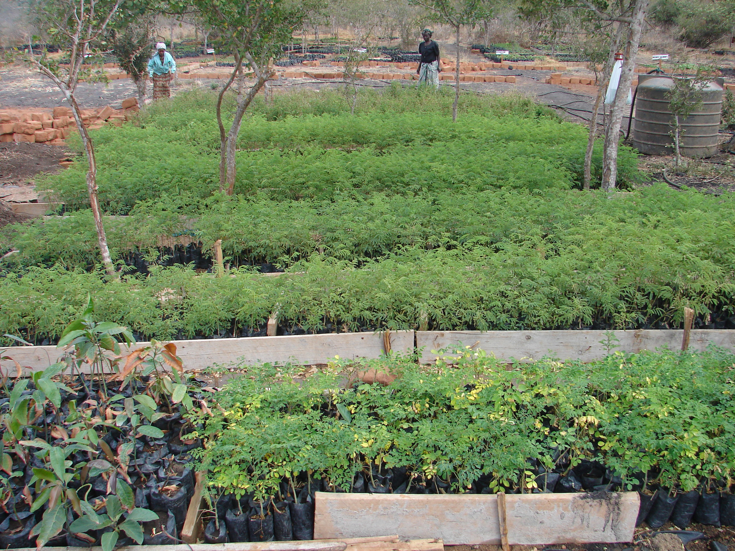 A tree nursery readies seedlings for planting - Kenya