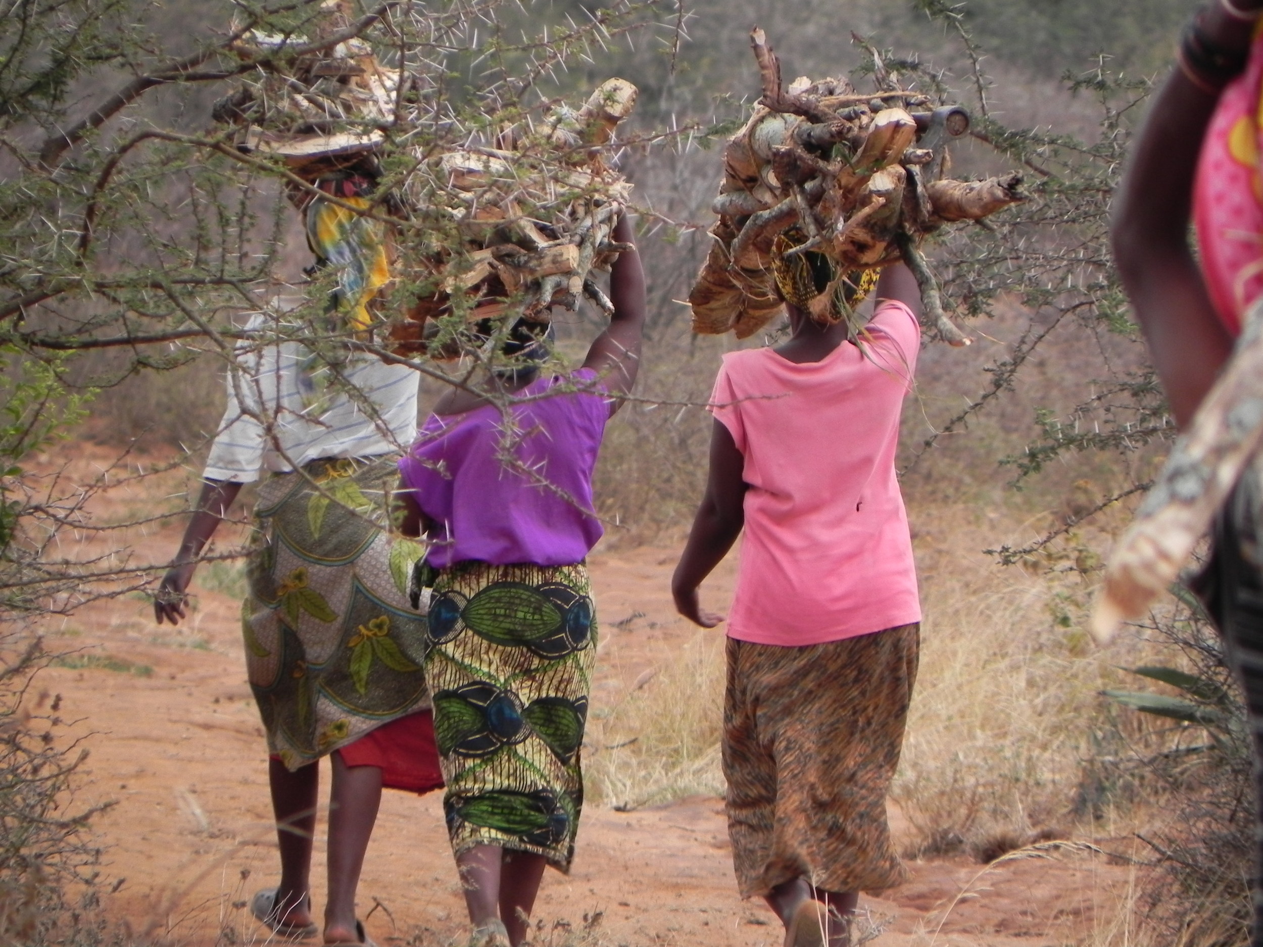 Villagers carry wood harvested from a forest preserve to their homes to make charcoal for cooking fuel - Tanzania