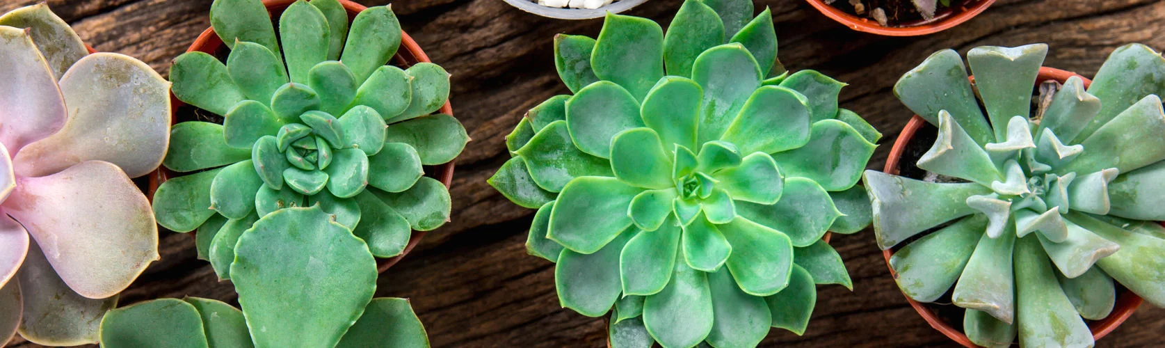 ACCfamily Home Care needs are unique cropped.jpg