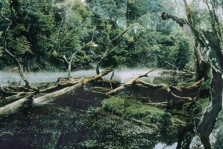 branch land shrp copy.jpg