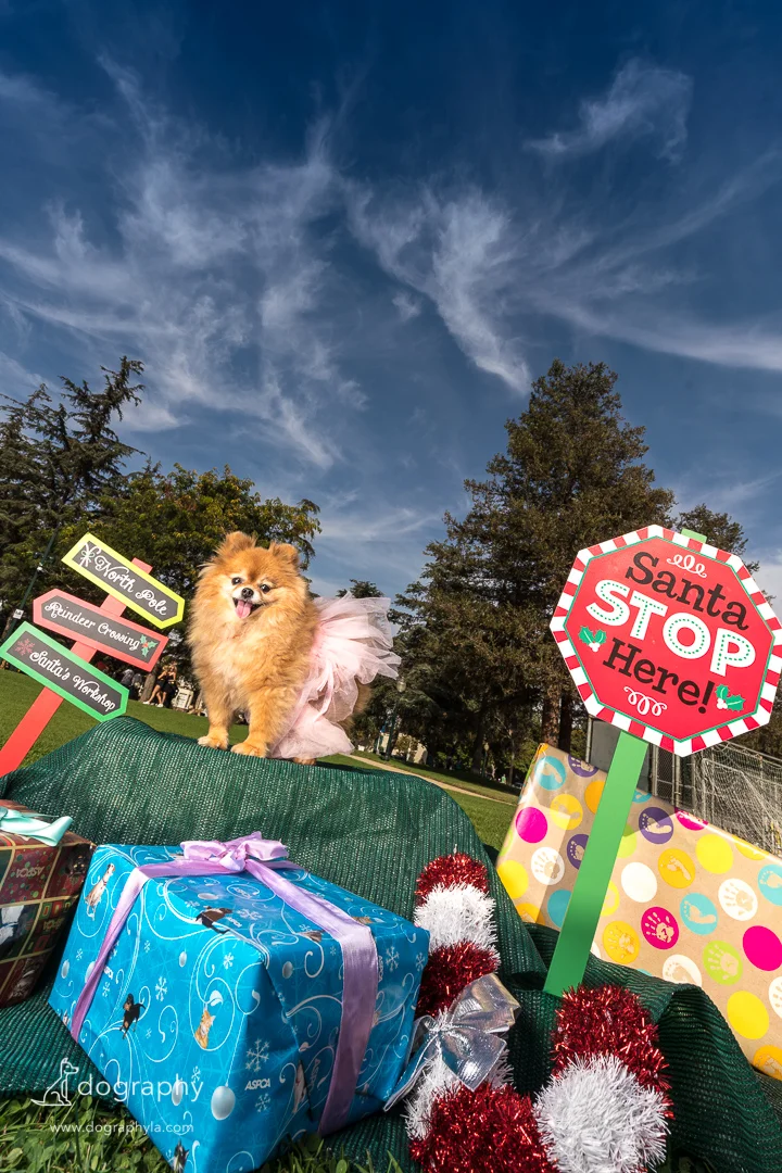 Woofstock 2018-09345.jpg