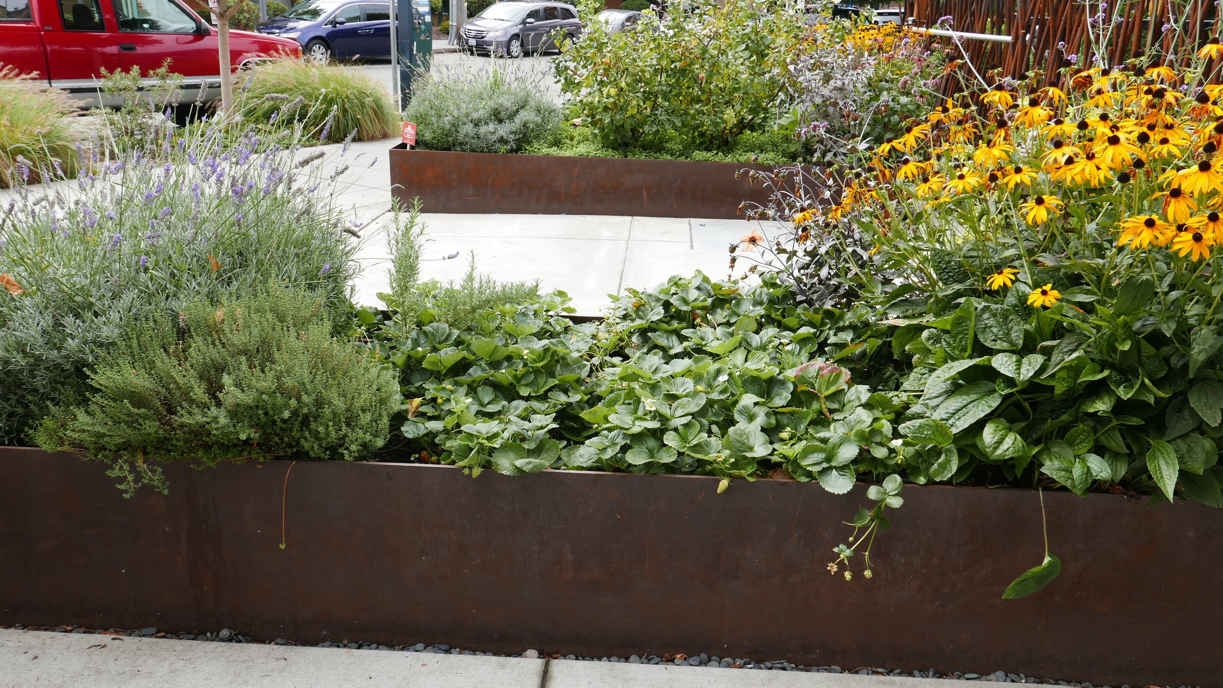 Parfait picks herbs straight from there planter boxes outside the shop to make the freshest ice cream possible. Pretty cool I thought. They even had strawberry's growing. 