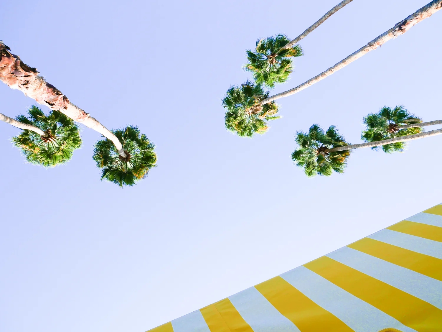 palmsprings (5 of 18).jpg