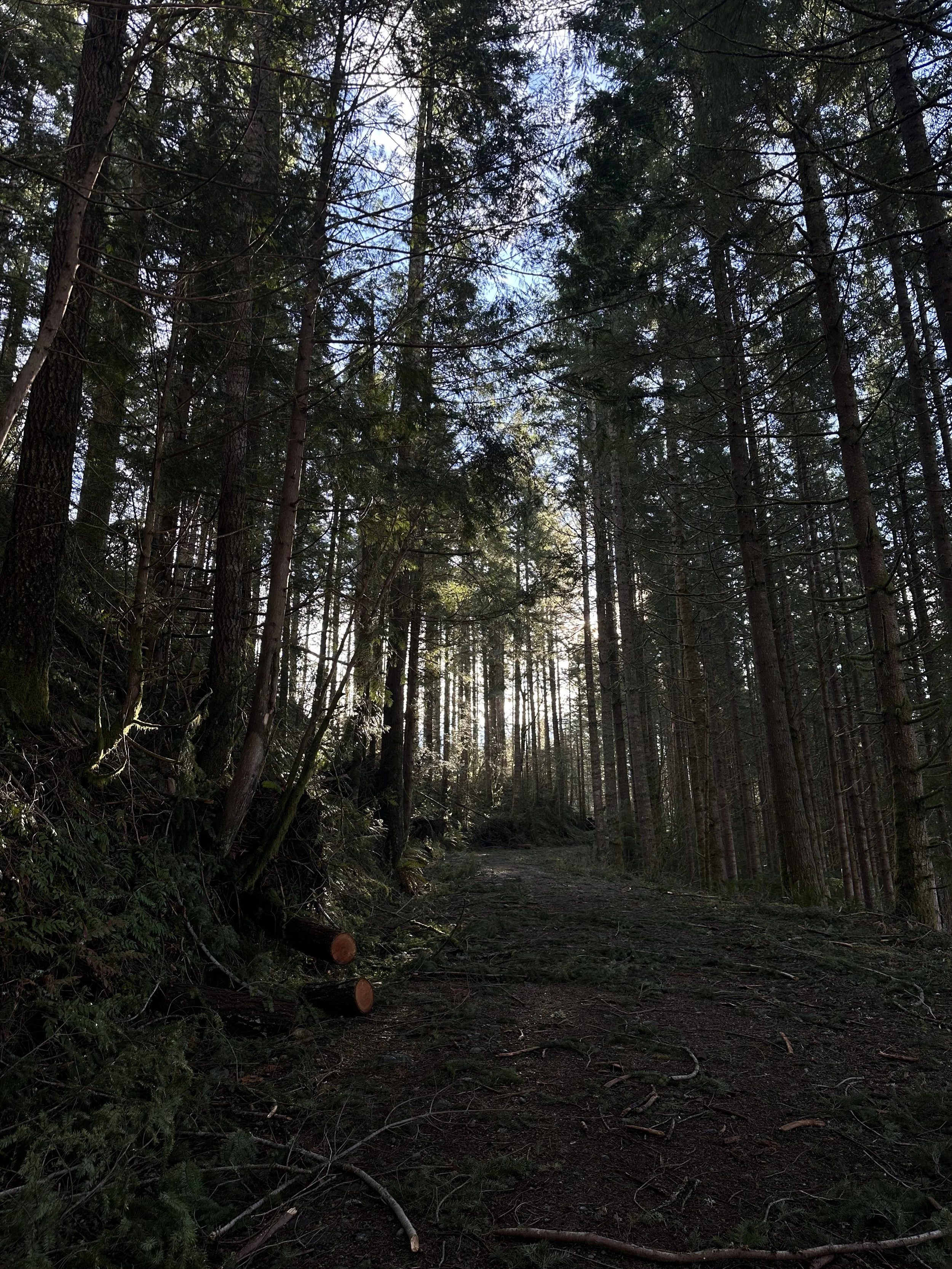 Forest floor on the Green Mountain Trail in North Bend, WA, with moss and lush greenery, PNW forest magic