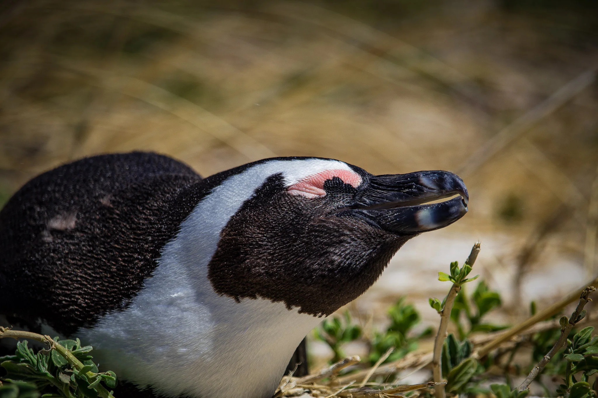 IMG_2465-Edit.jpg