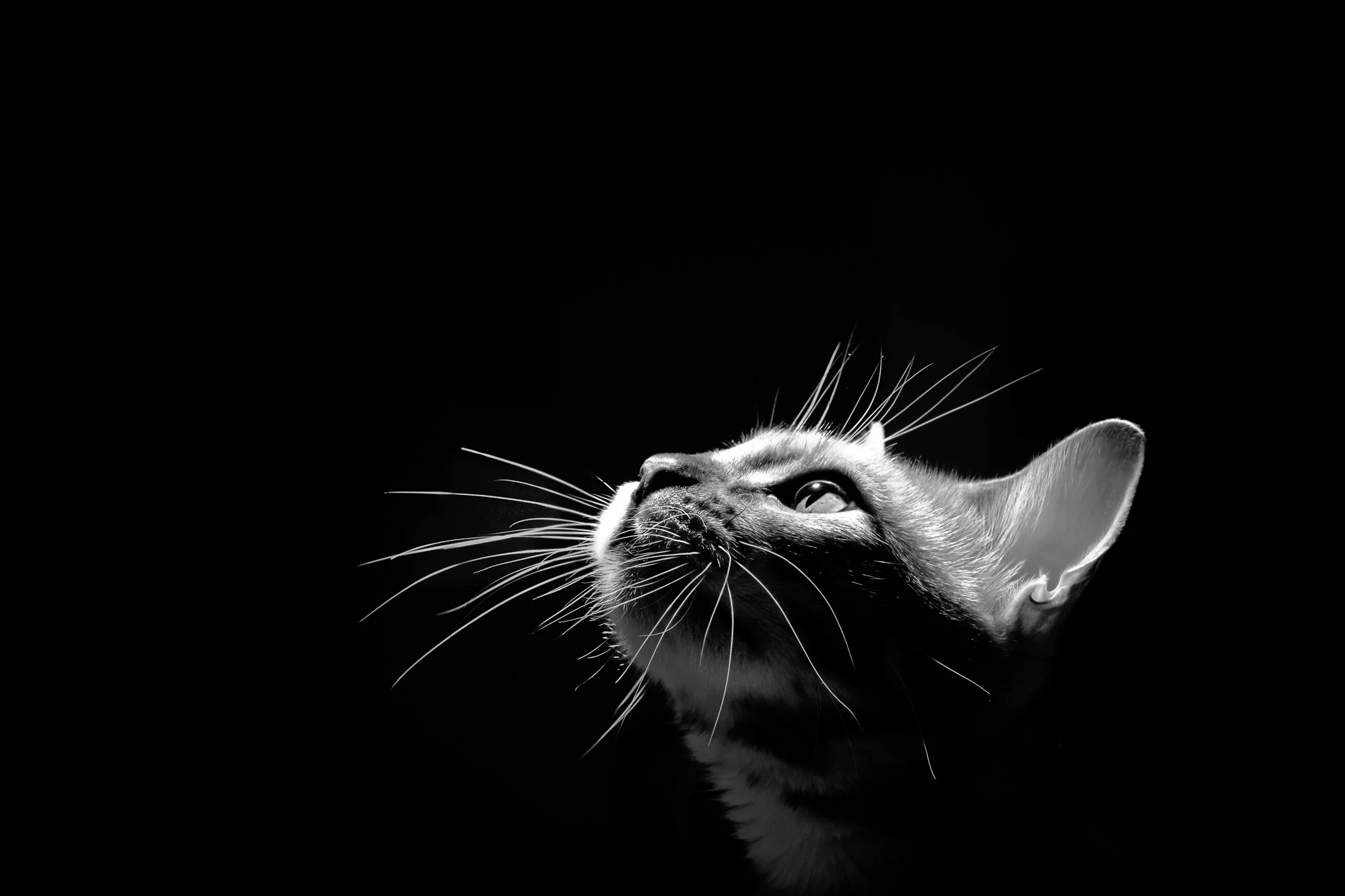 Biscuit bw print (1 of 1).jpg