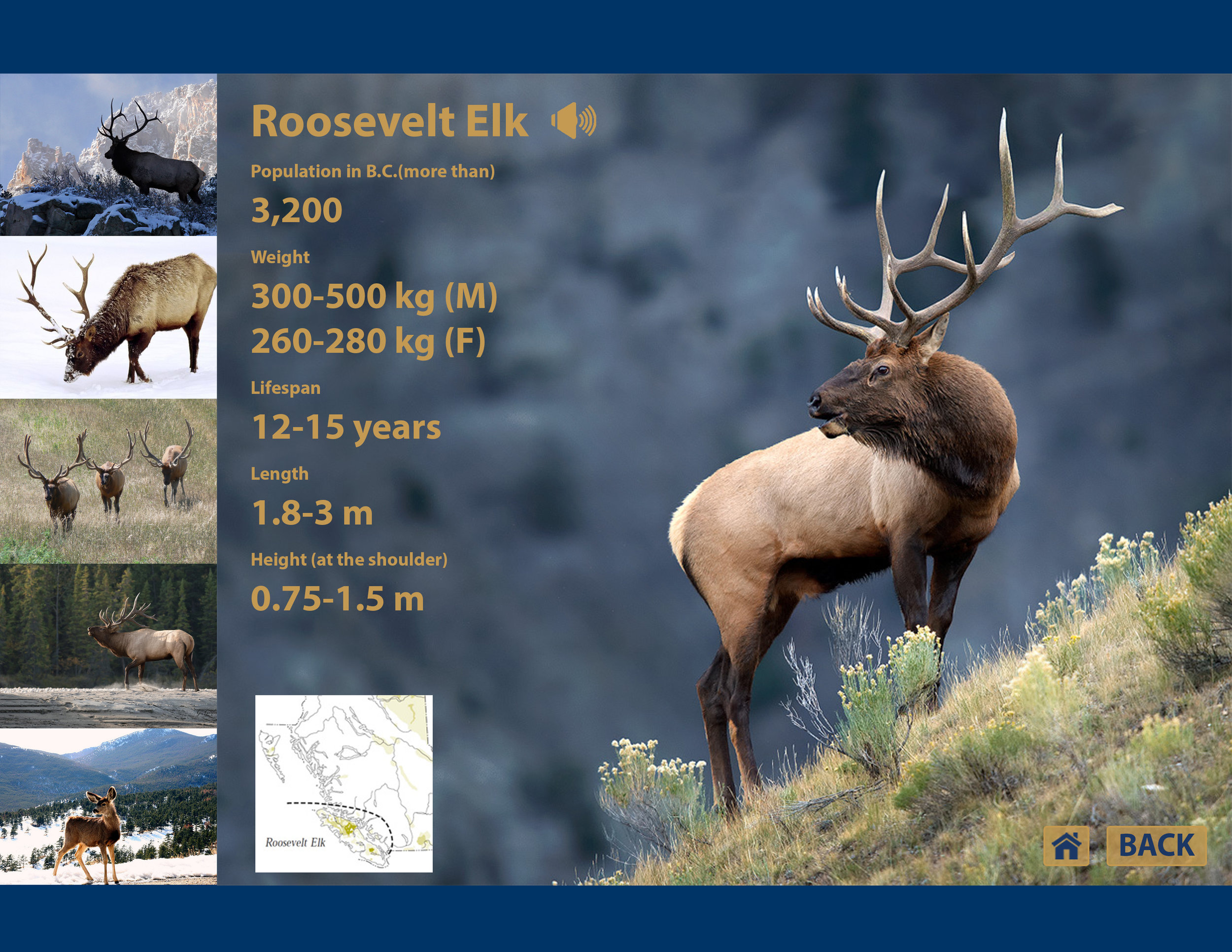 elk.jpg