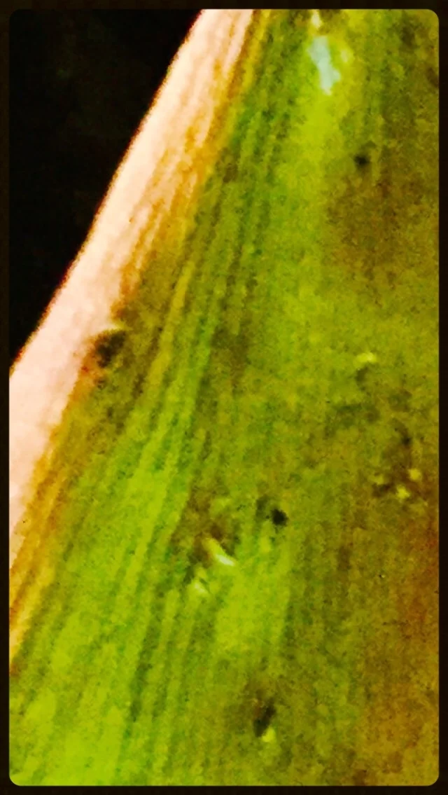 Ginkgo Leaf
