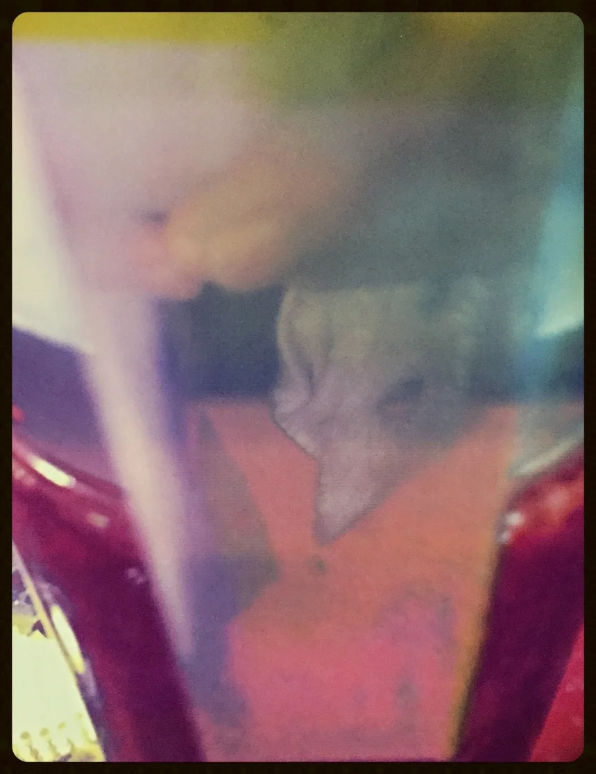 Fox Face