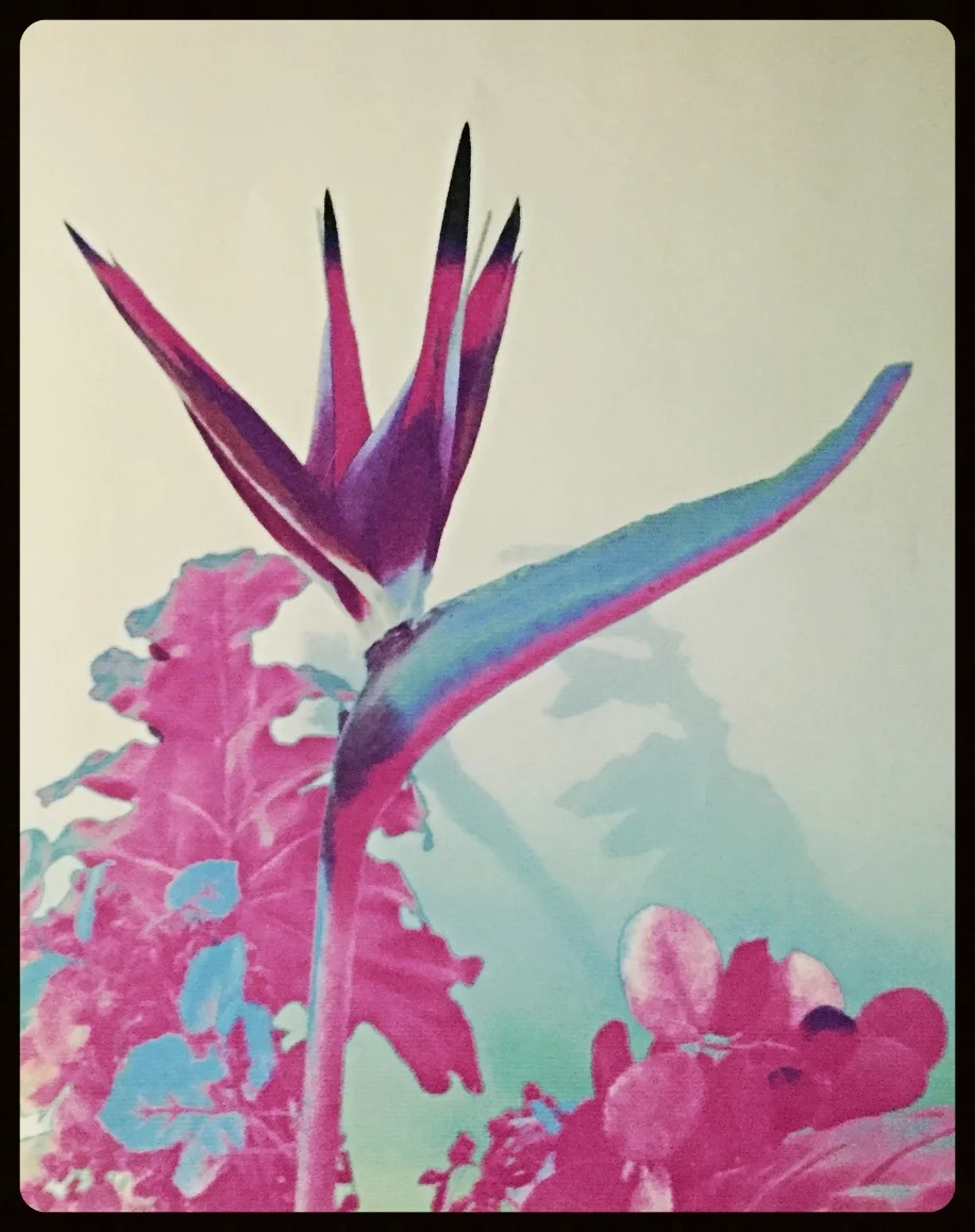 Pink Bird Of Paradise