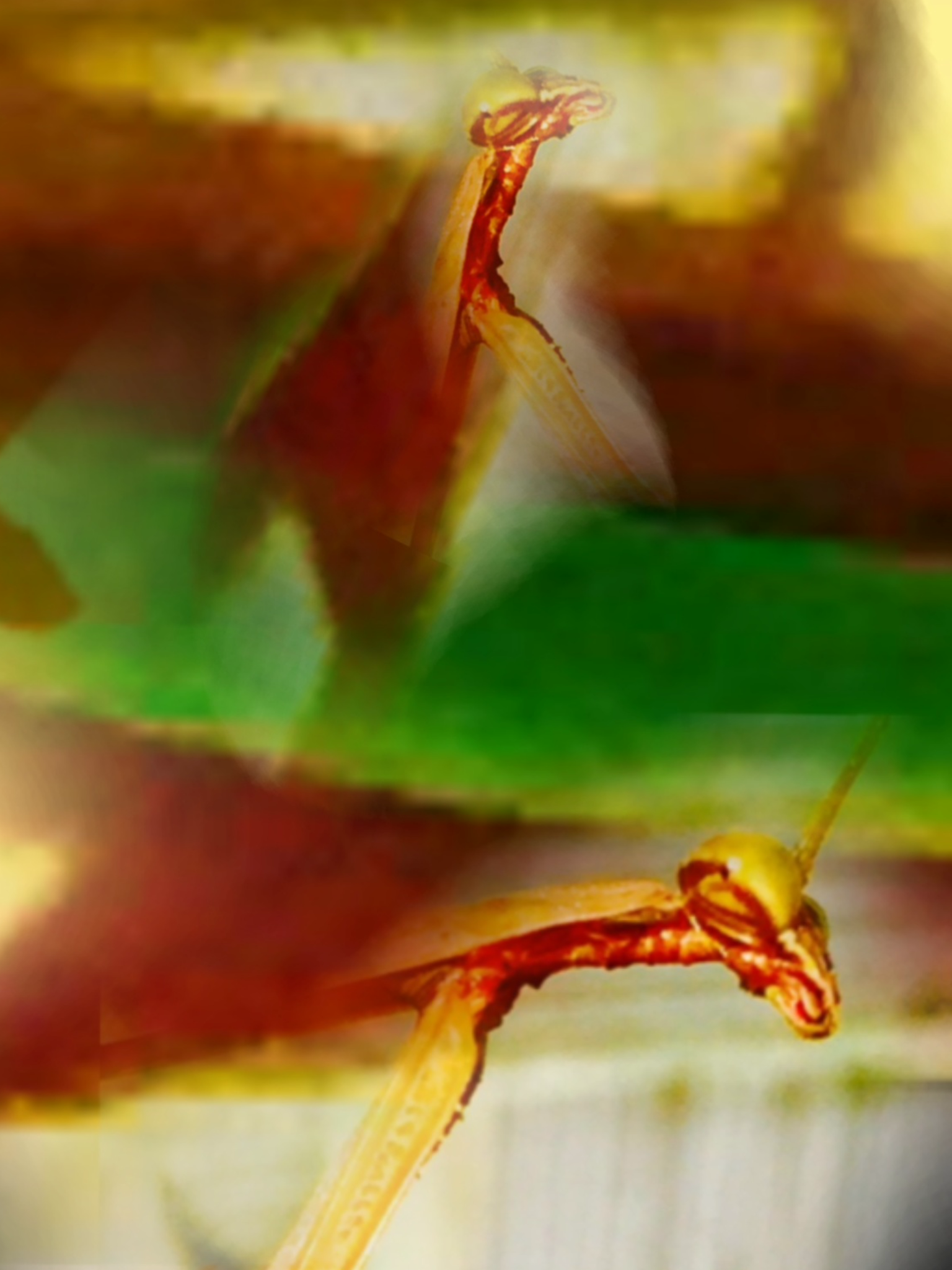 Praying Mantis