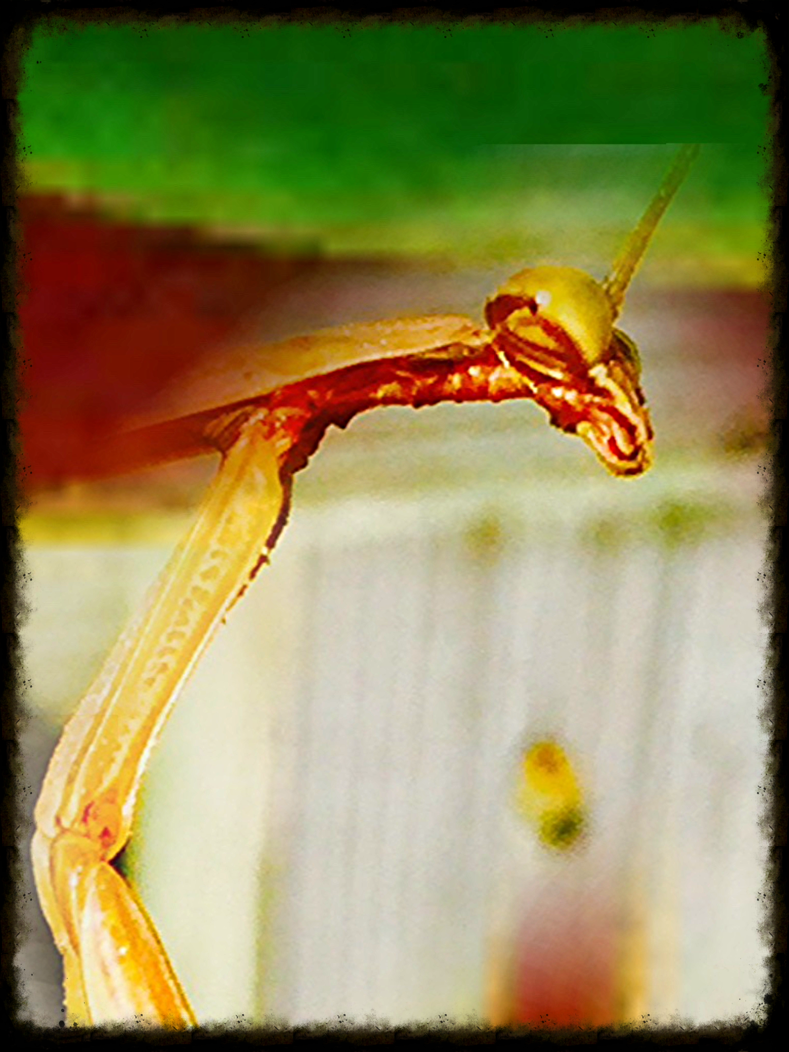 High Chroma Praying Mantis