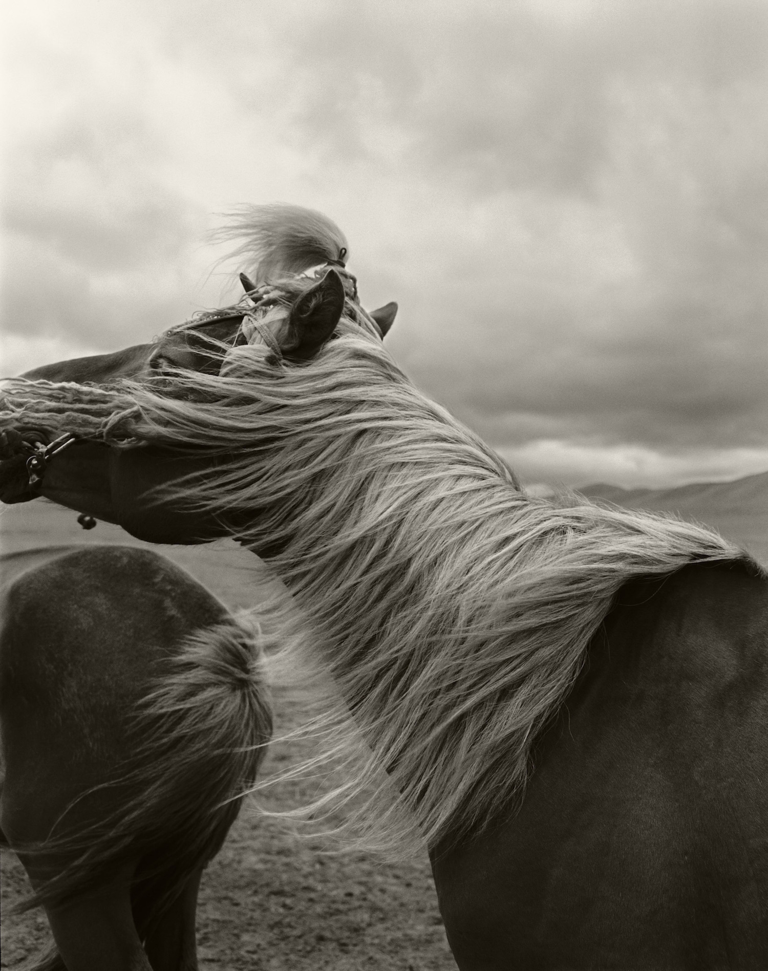 horses_in_wind_by_anne_menke_thehonestqa.jpeg