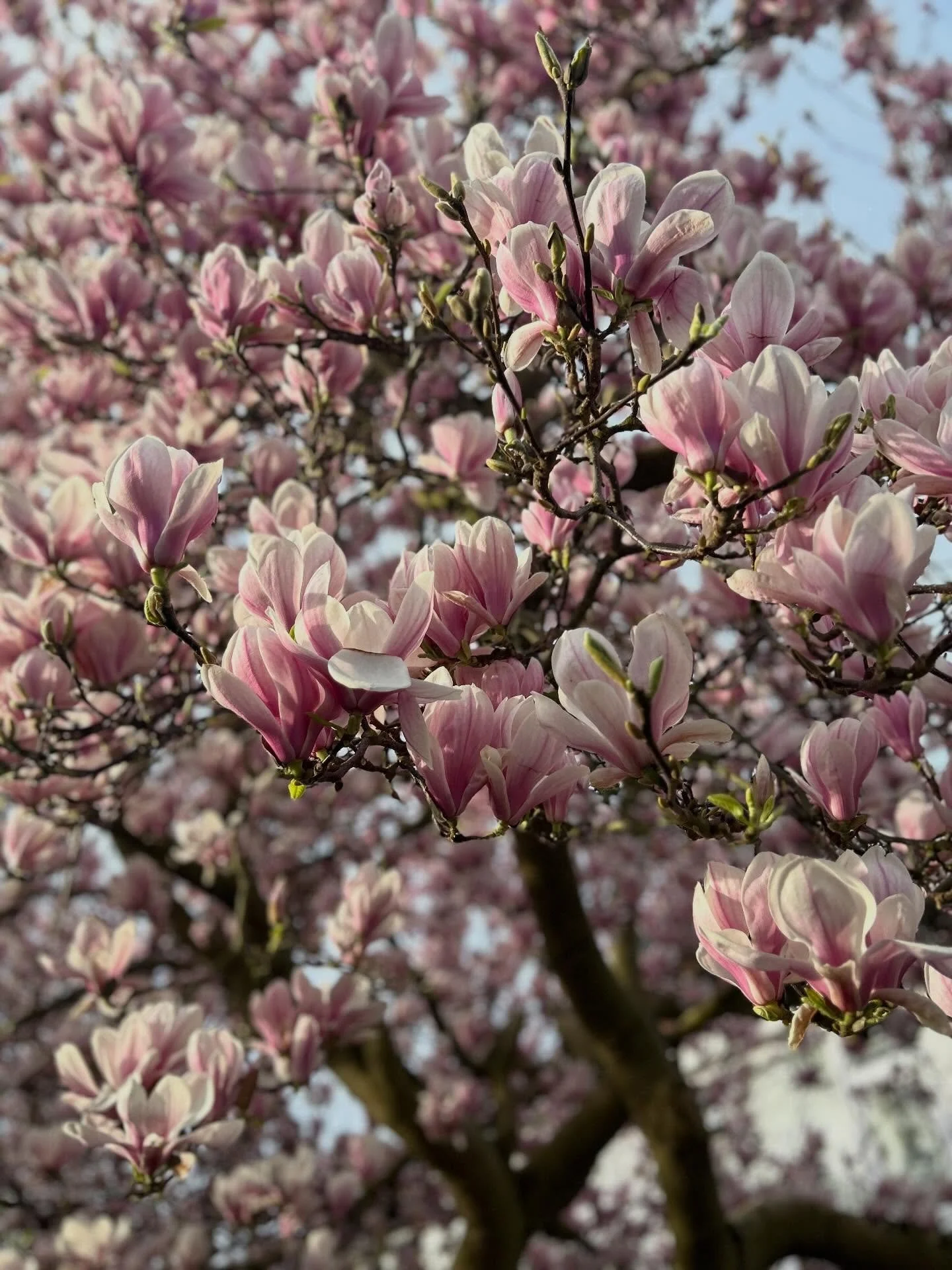 Blink at its over- magnolia season that is just like our celebratory designer day with @shellbellecouture on Saturday 18th April 2-6pm (see what I did there 😜) 
Last week up (well Bennet was) sorting the attic, we found my old @lcflondon_ portfolio 
