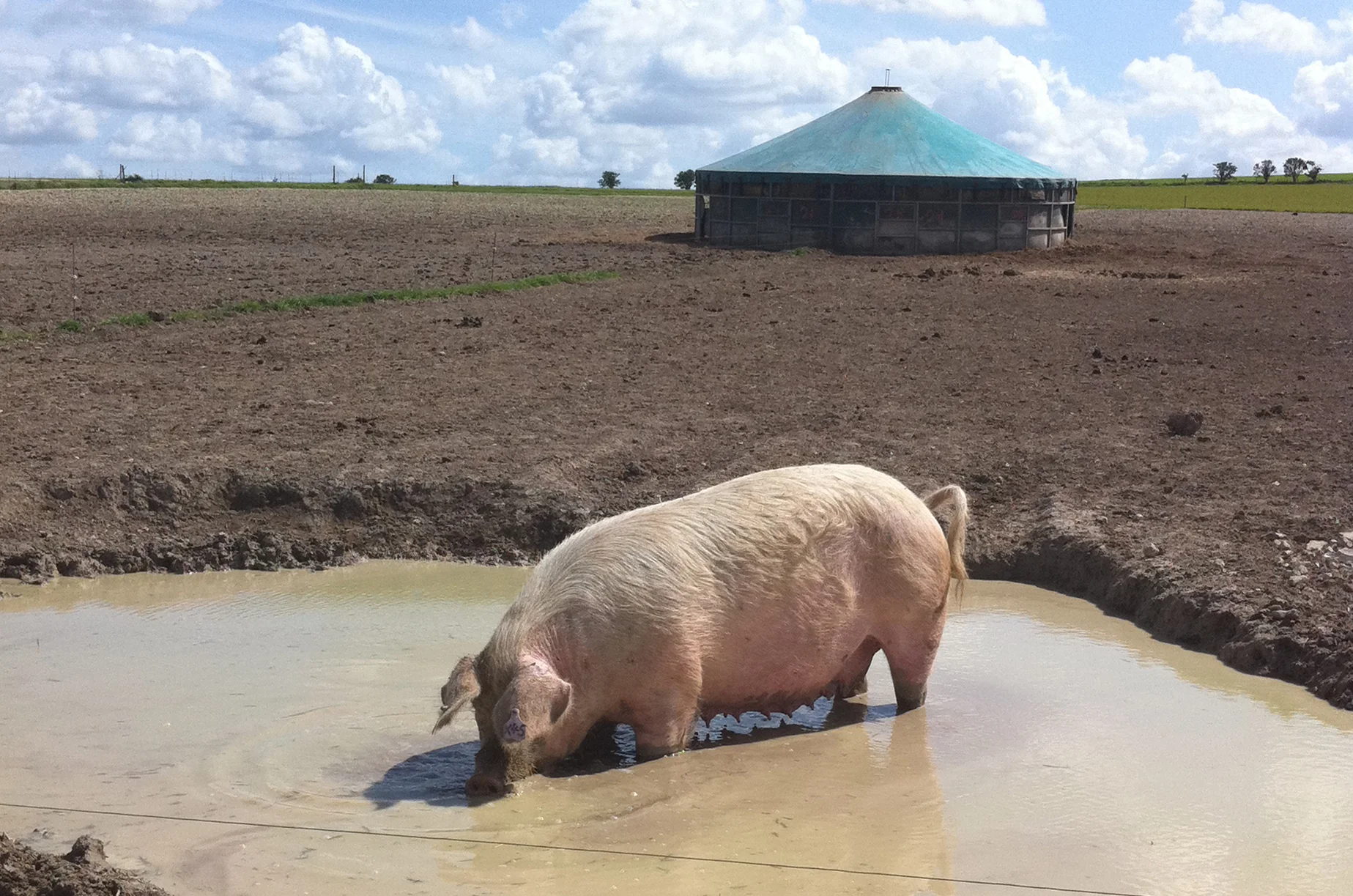 PIG_FARM.jpg