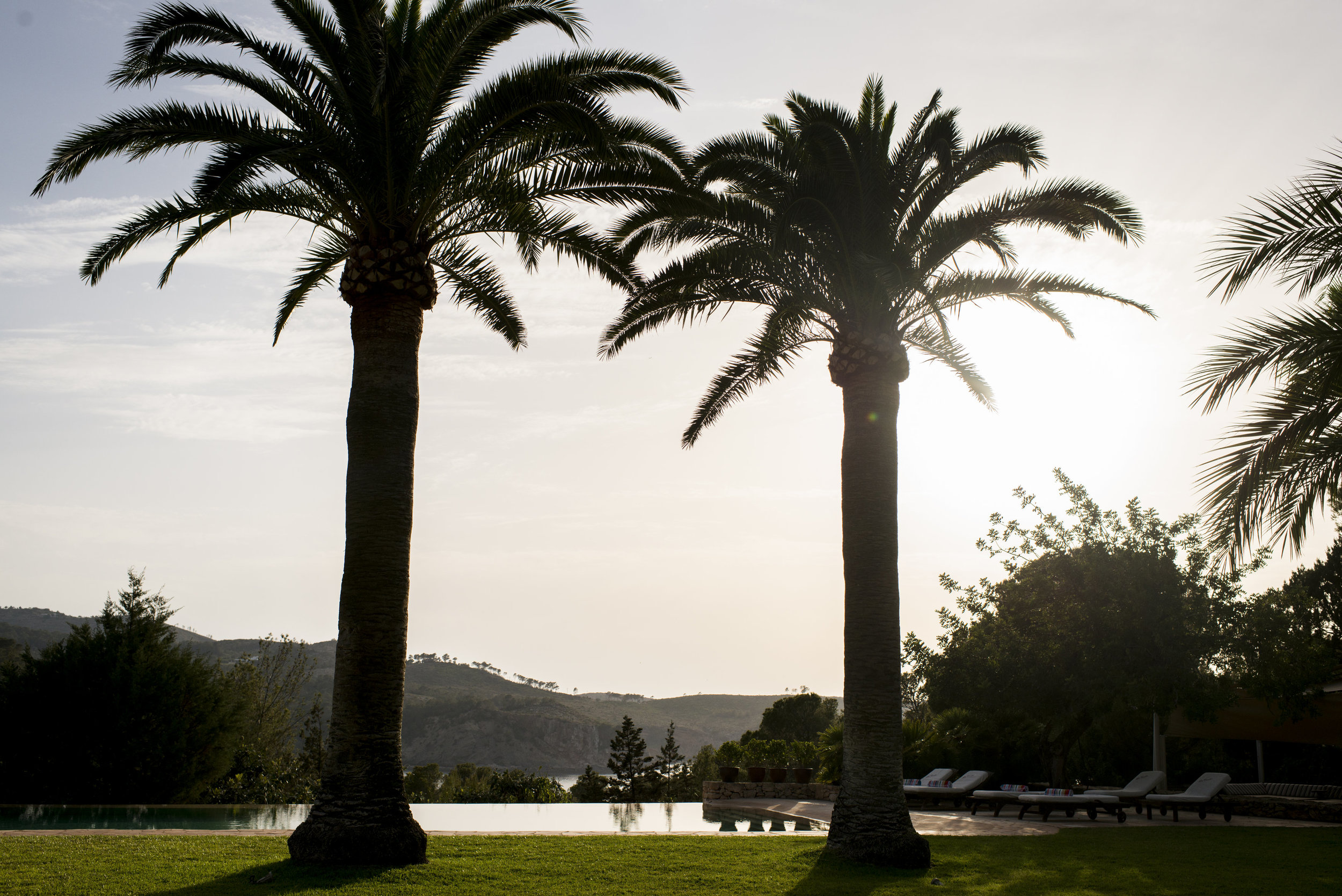 CasalaVista_palm trees.jpg