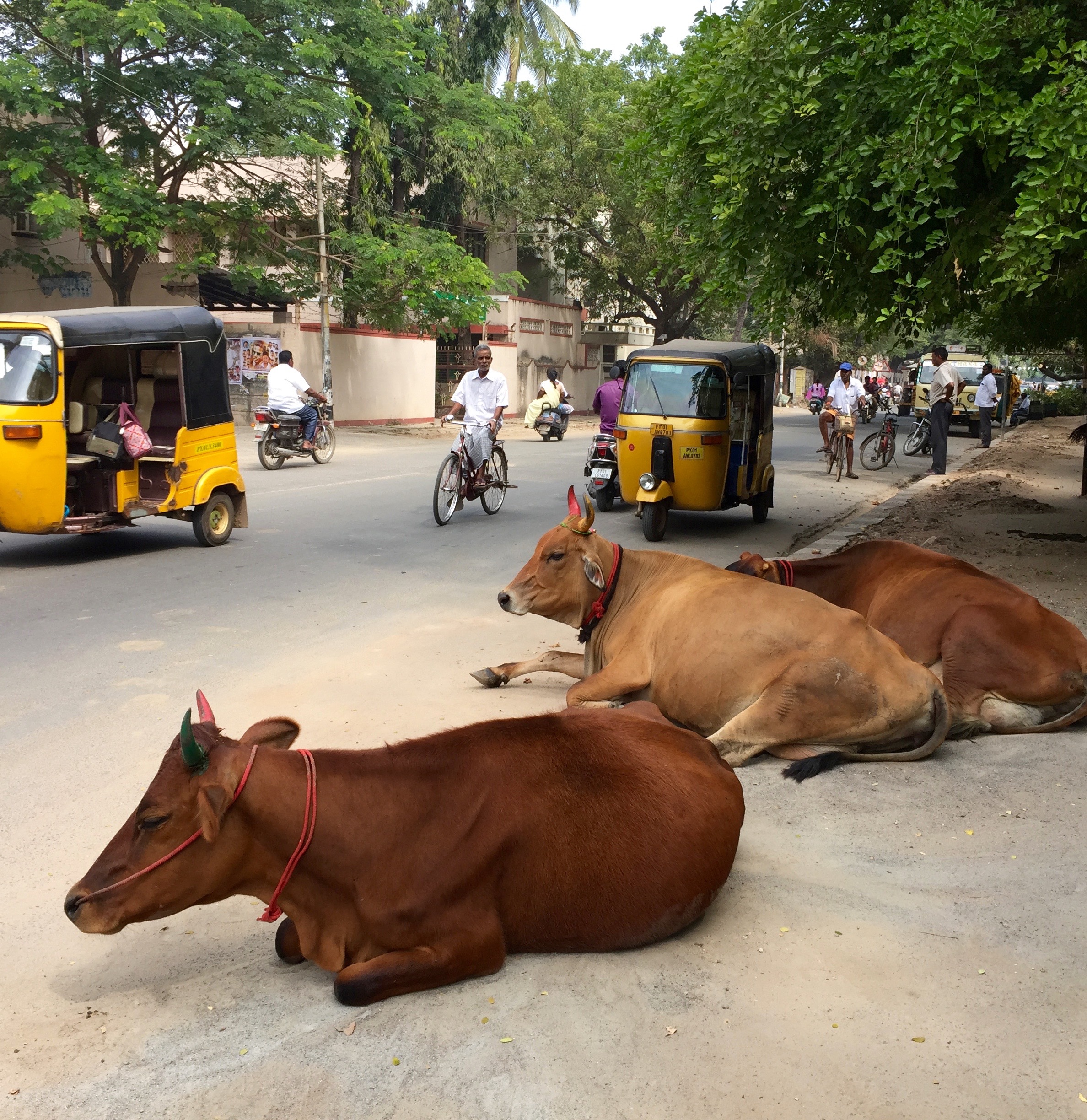 Cow traffic jam!