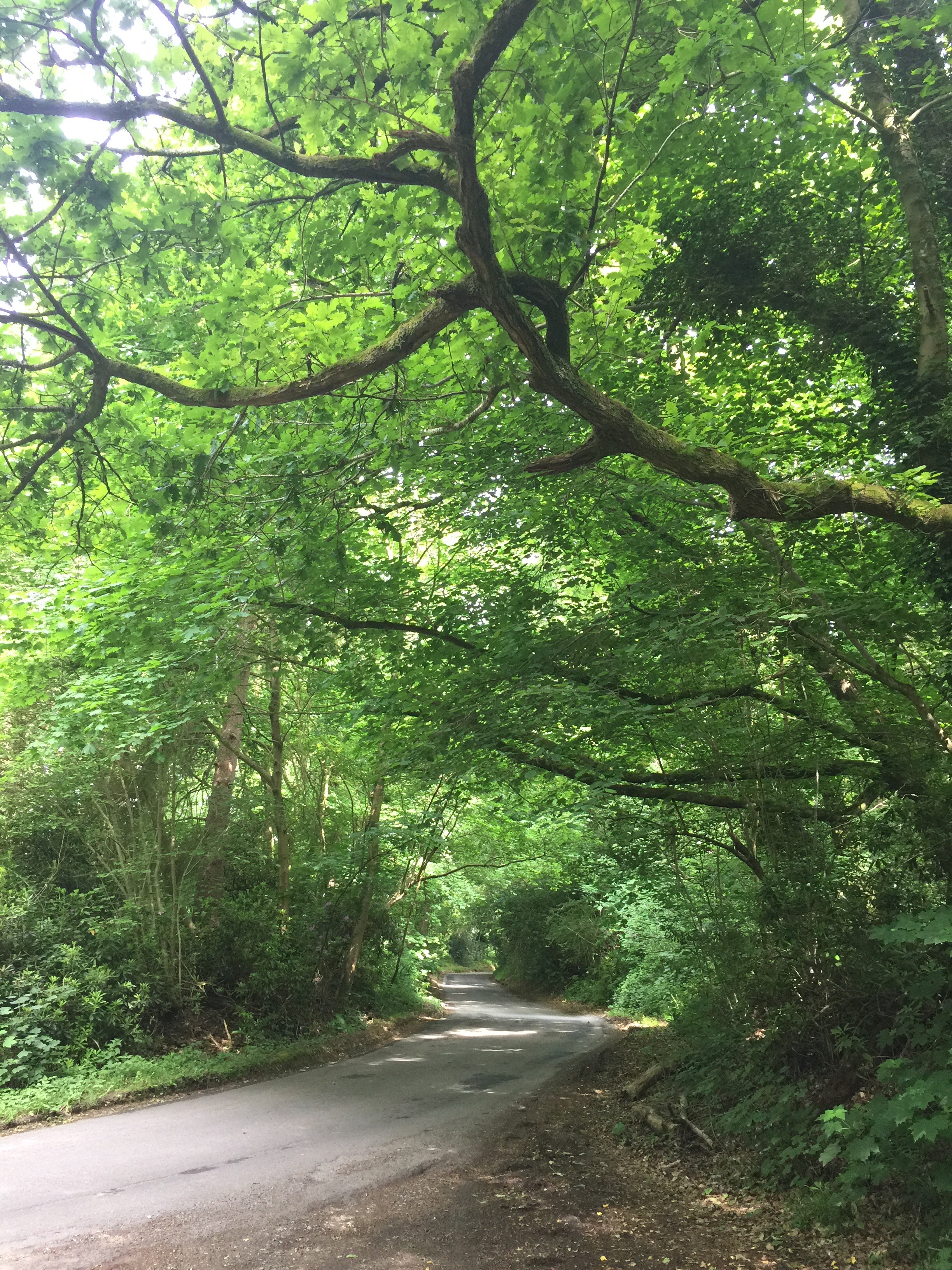 England at her best. Sussex/Surrey border.