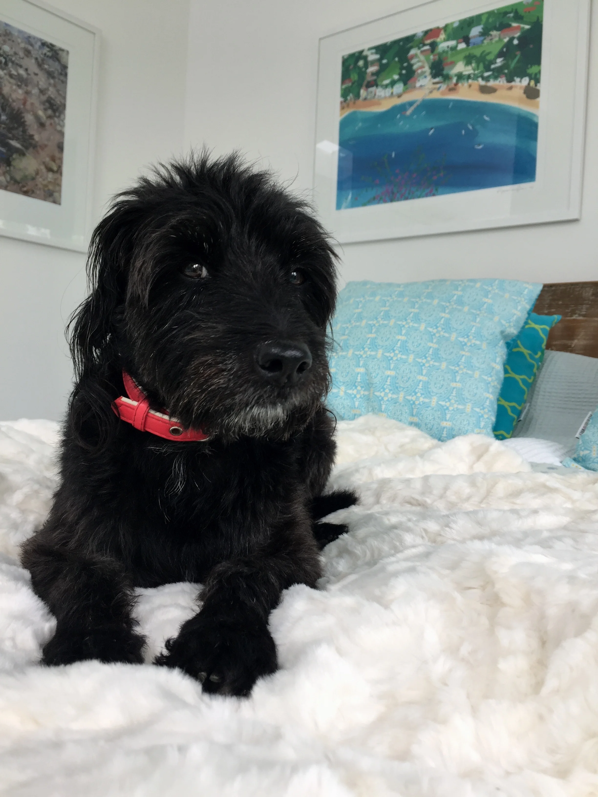 jack russell and poodle